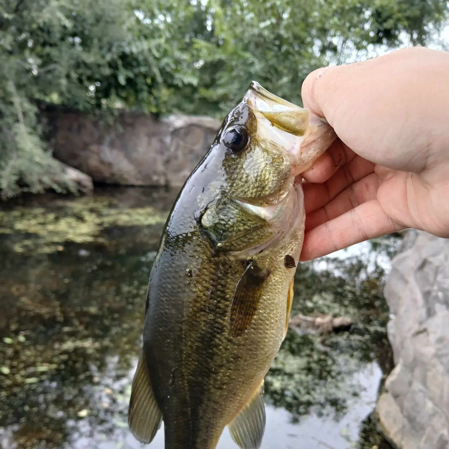 Largemouth bass caught on Fishbrain