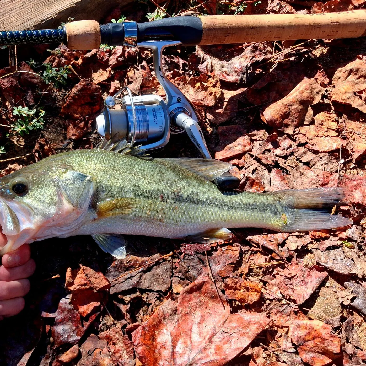 Largemouth bass caught on Fishbrain