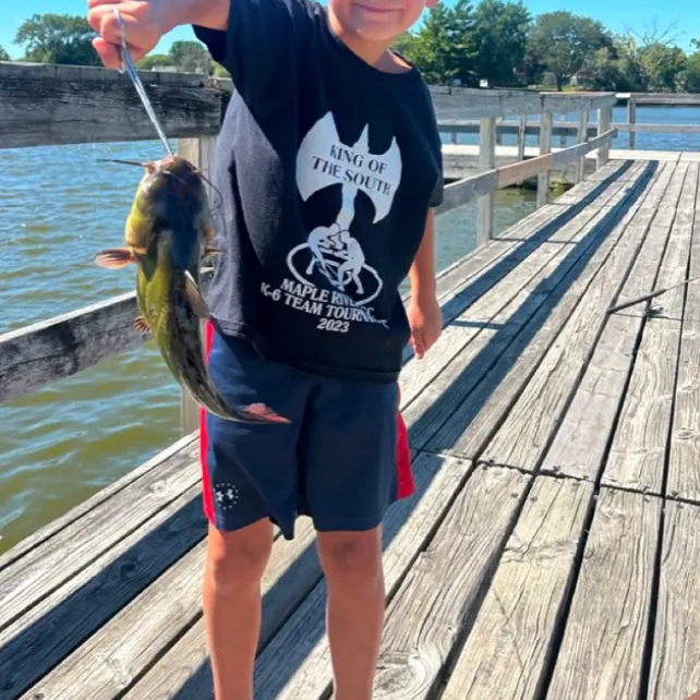 Yellow bullhead caught on Fishbrain
