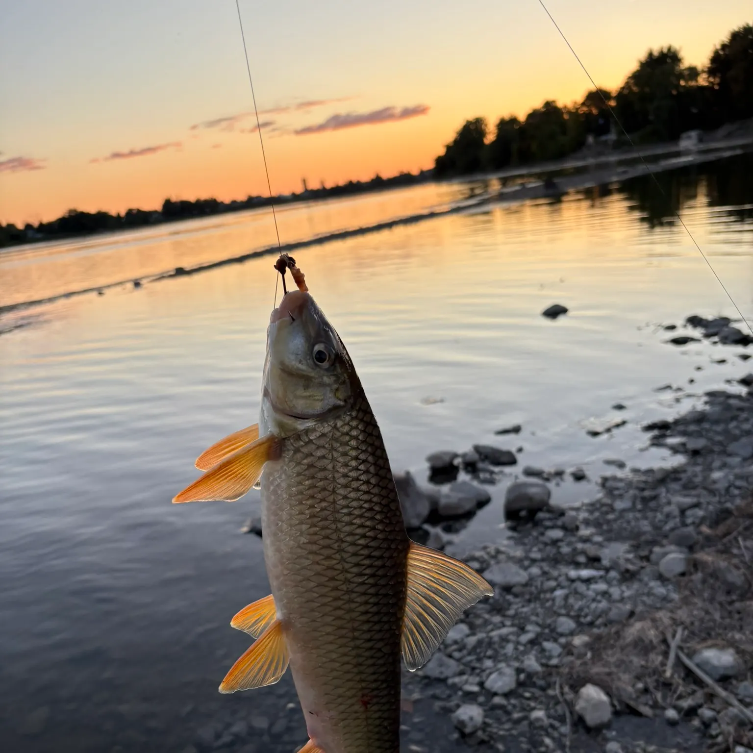 The most recent Shorthead redhorse catches on Fishbrain