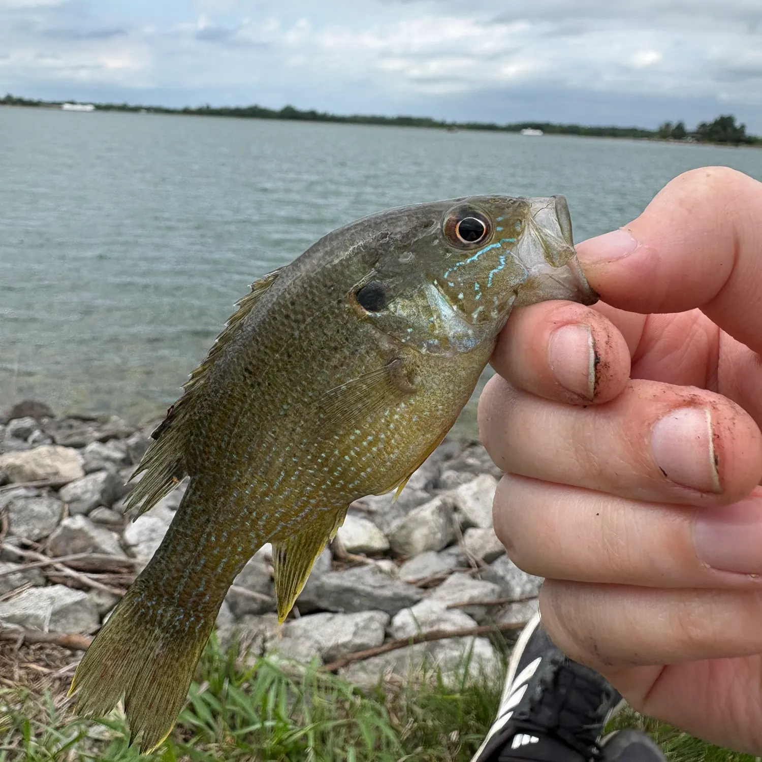 Green sunfish caught on Fishbrain