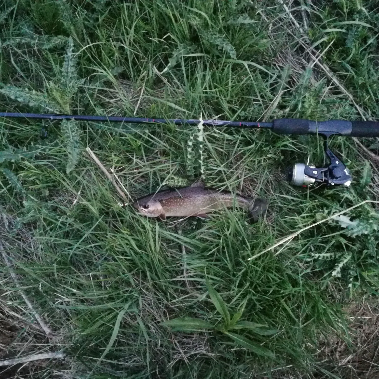 Brook trout caught on Fishbrain