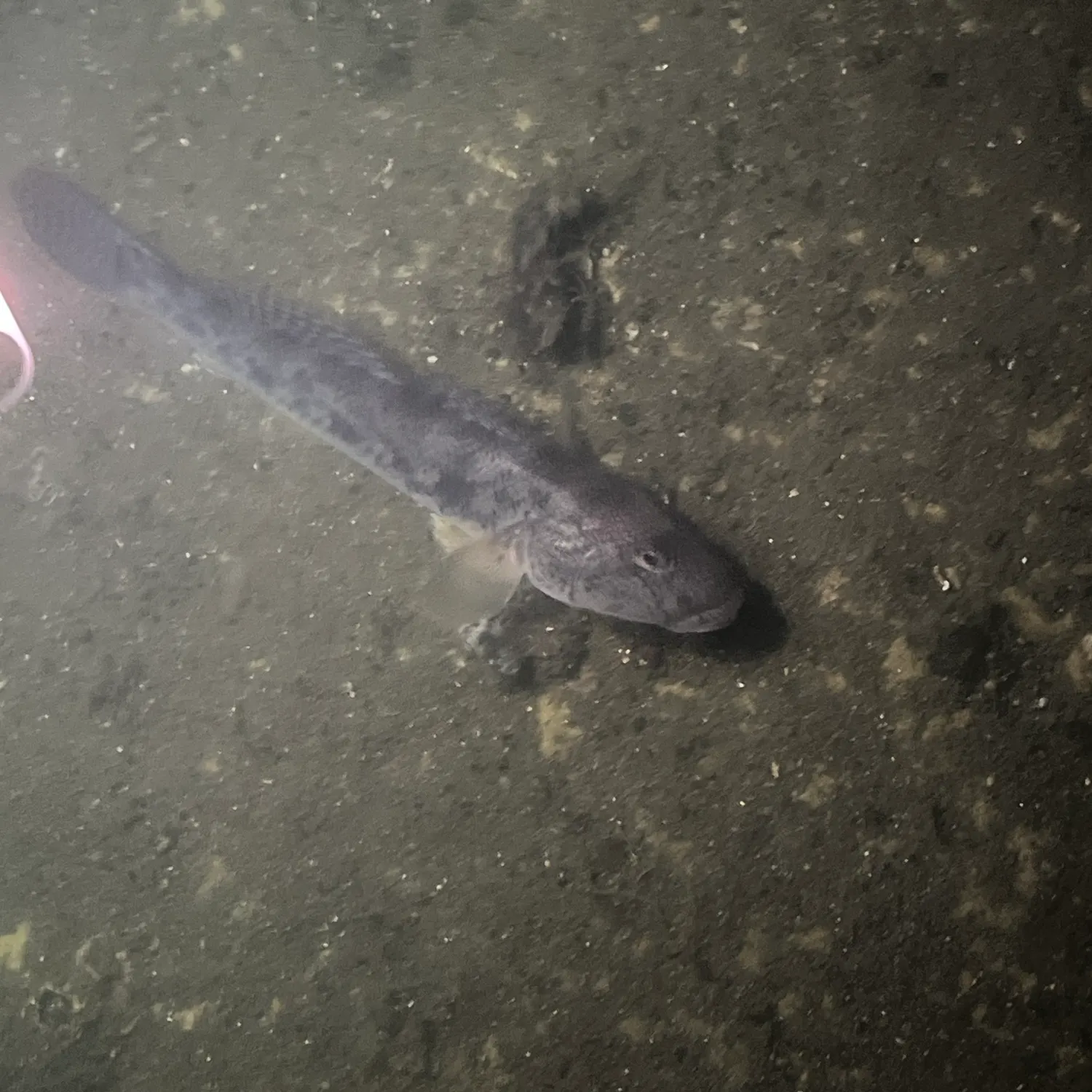 Common goby caught on Fishbrain