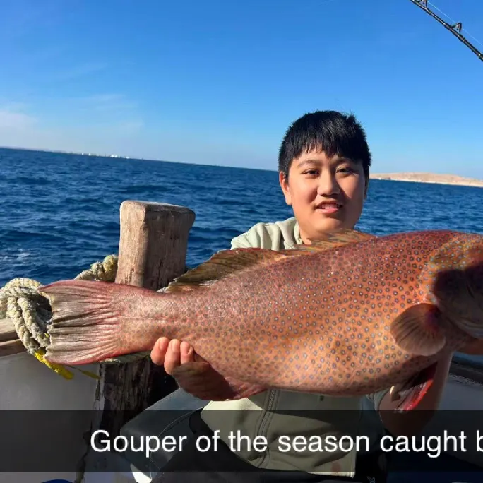 The most recent Red grouper catches on Fishbrain