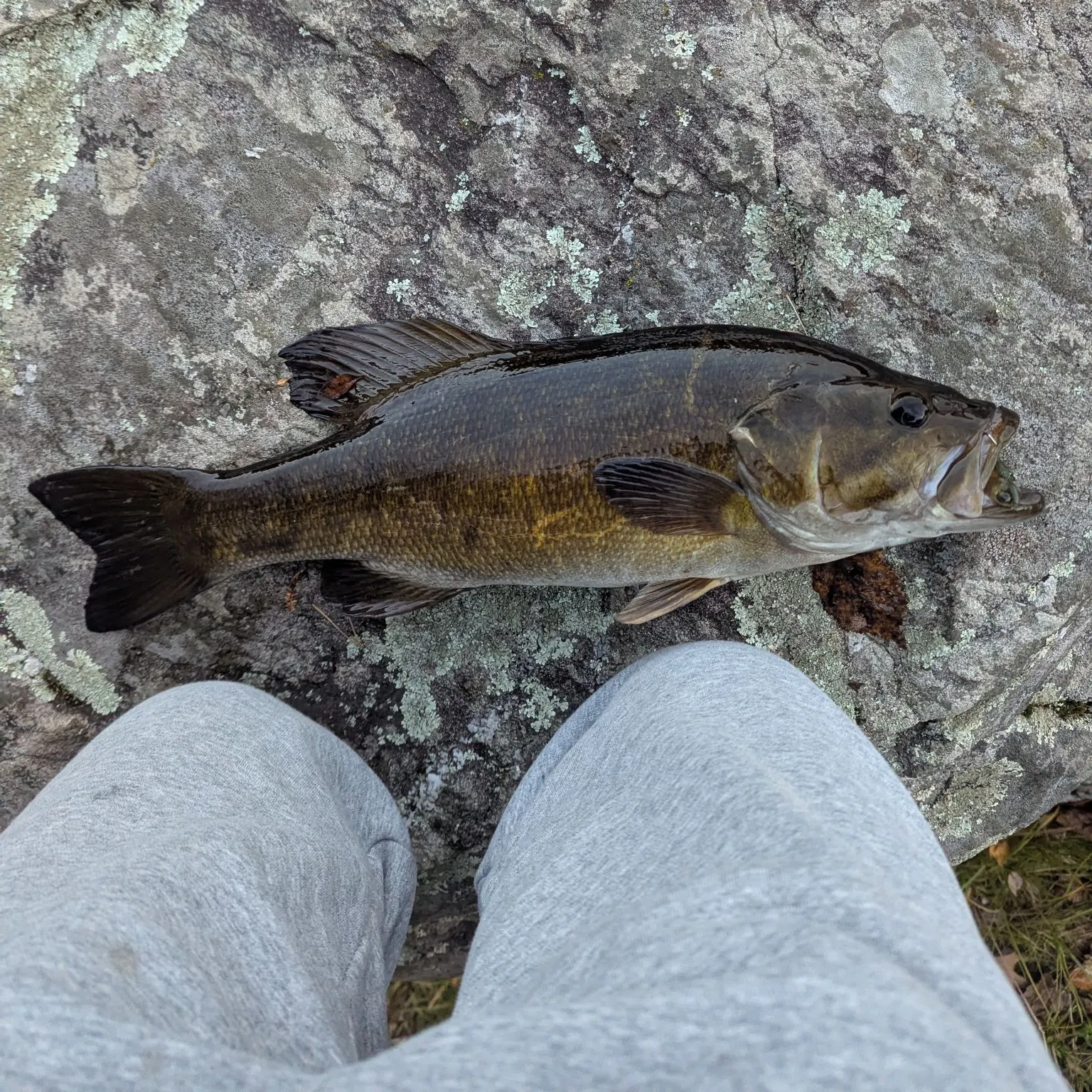 Smallmouth bass caught on Fishbrain