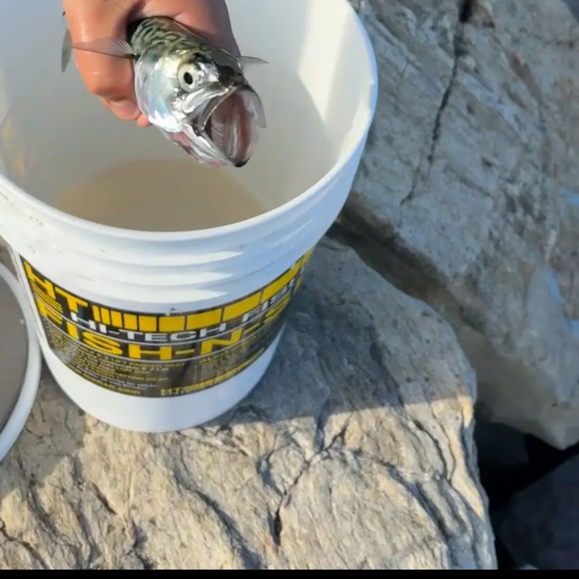 Atlantic mackerel caught on Fishbrain