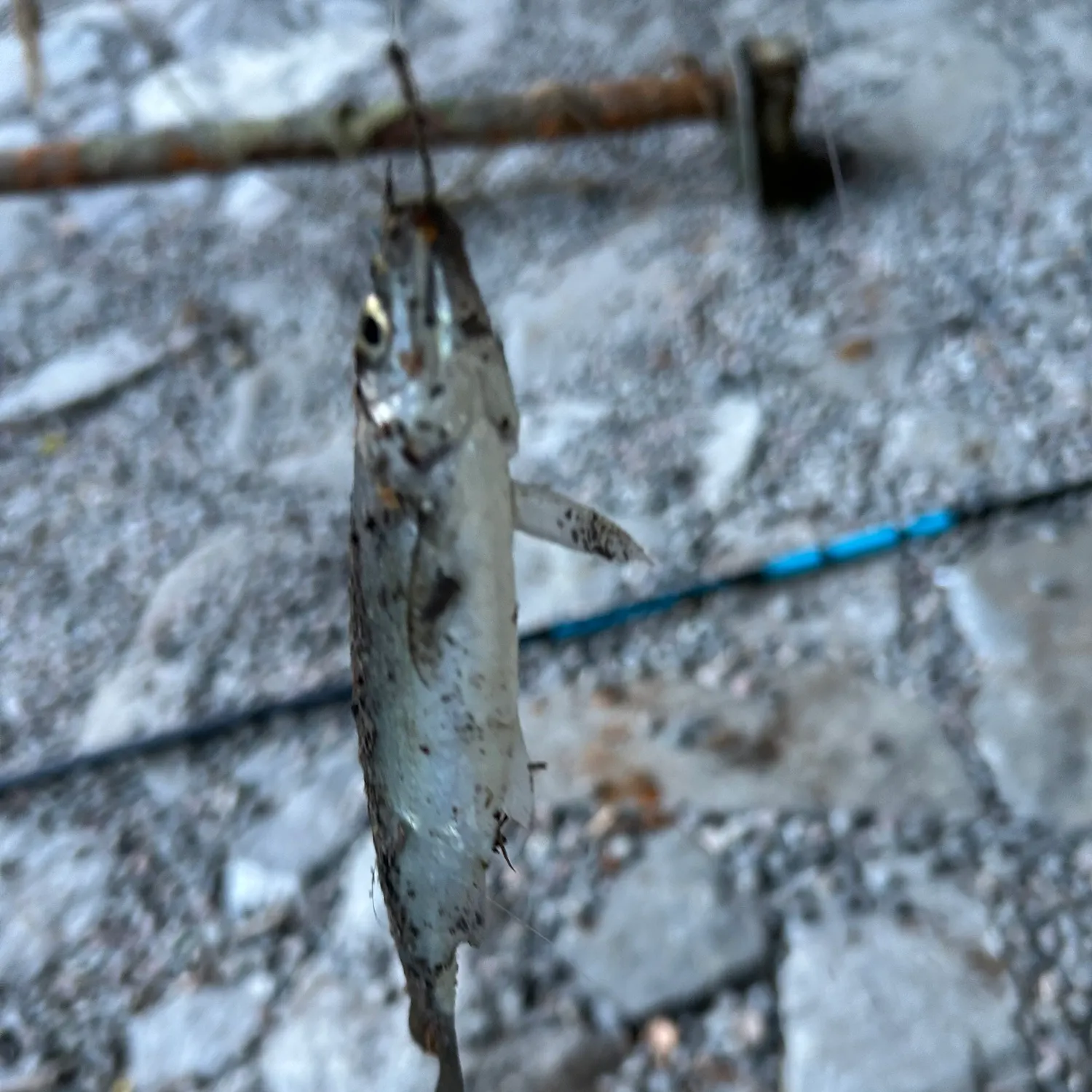 Fish caught on Fishbrain