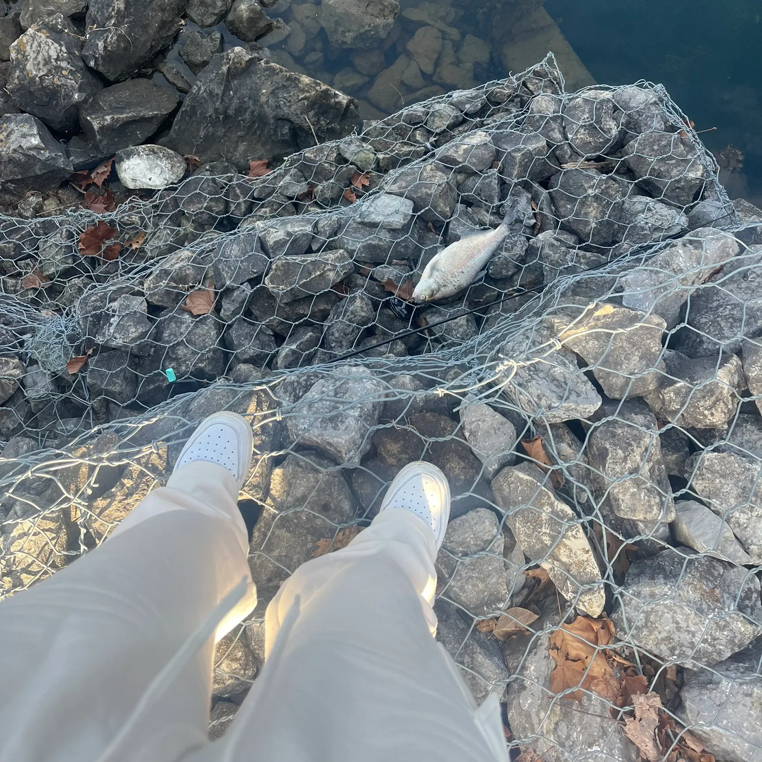 The most recent American gizzard shad catches on Fishbrain