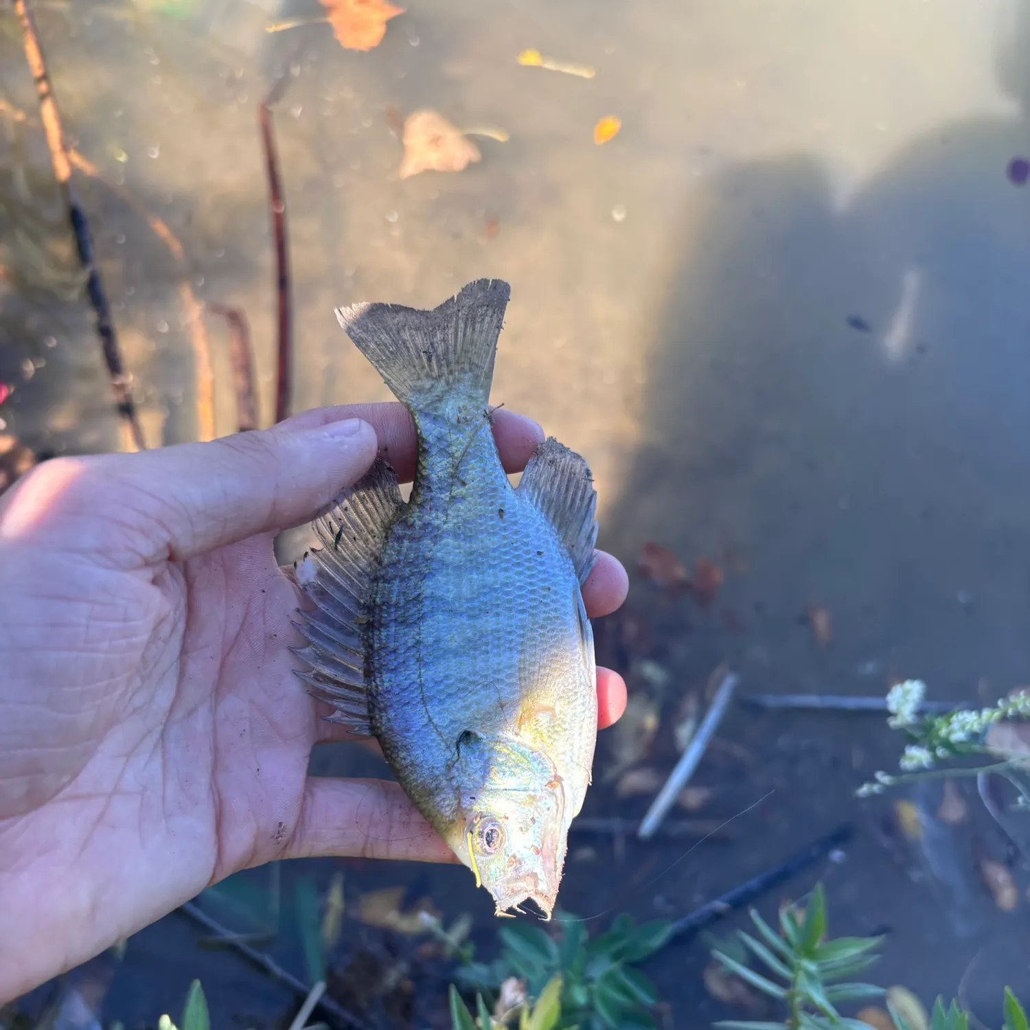Bluegill caught on Fishbrain