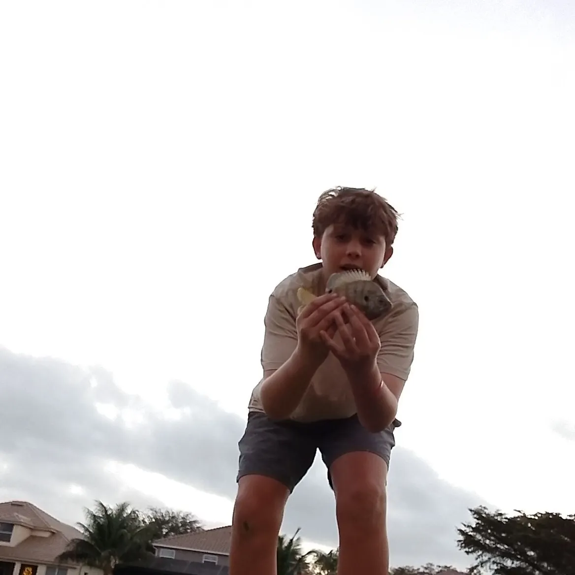 The most recent Coppernose bluegill catches on Fishbrain