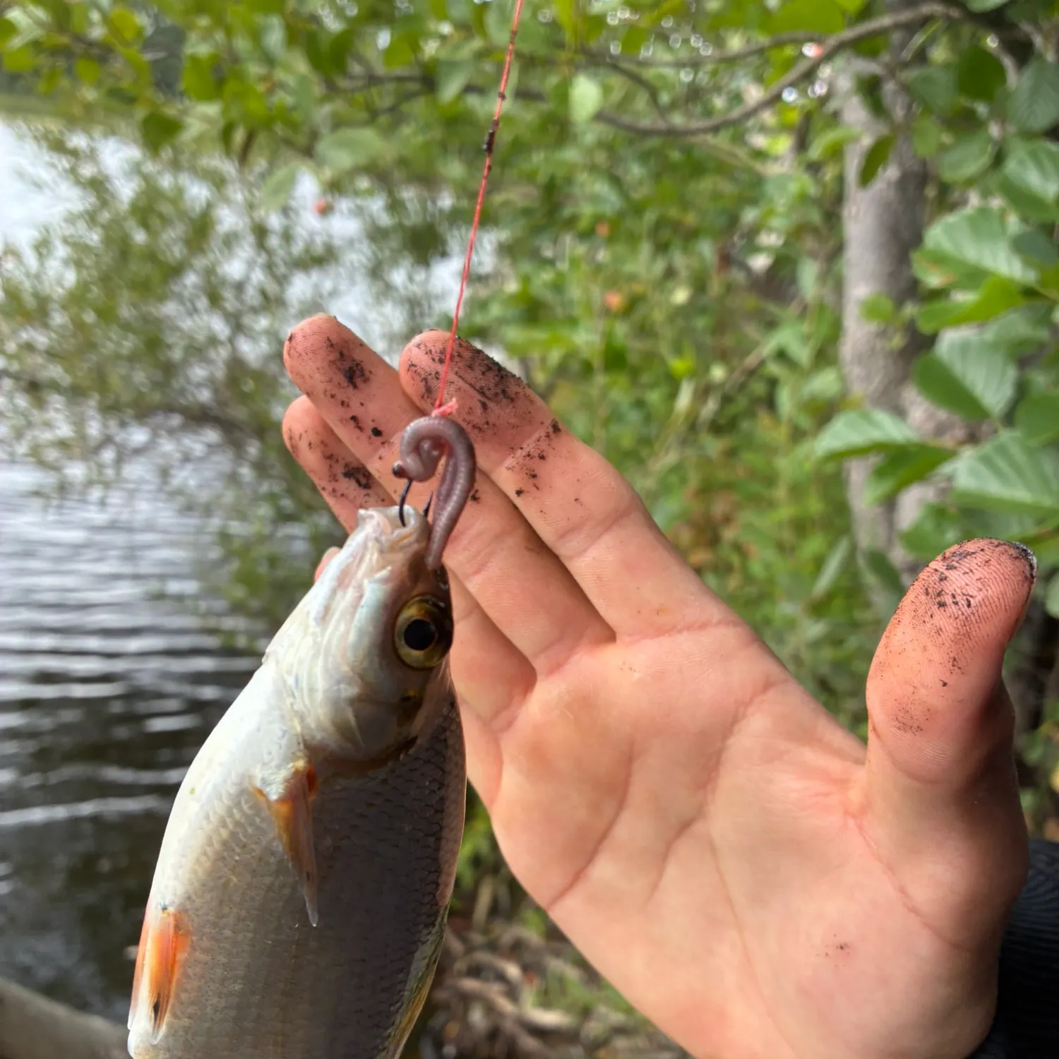 The most recent White bream catches on Fishbrain