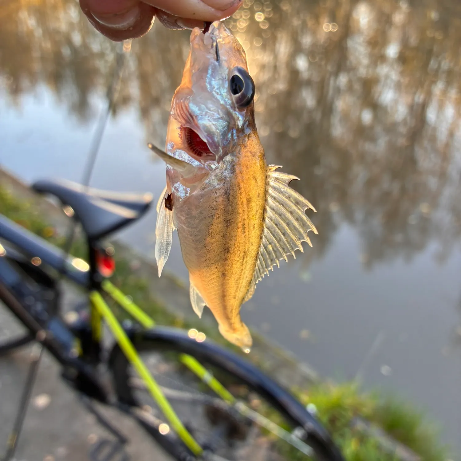 Eurasian ruffe caught on Fishbrain