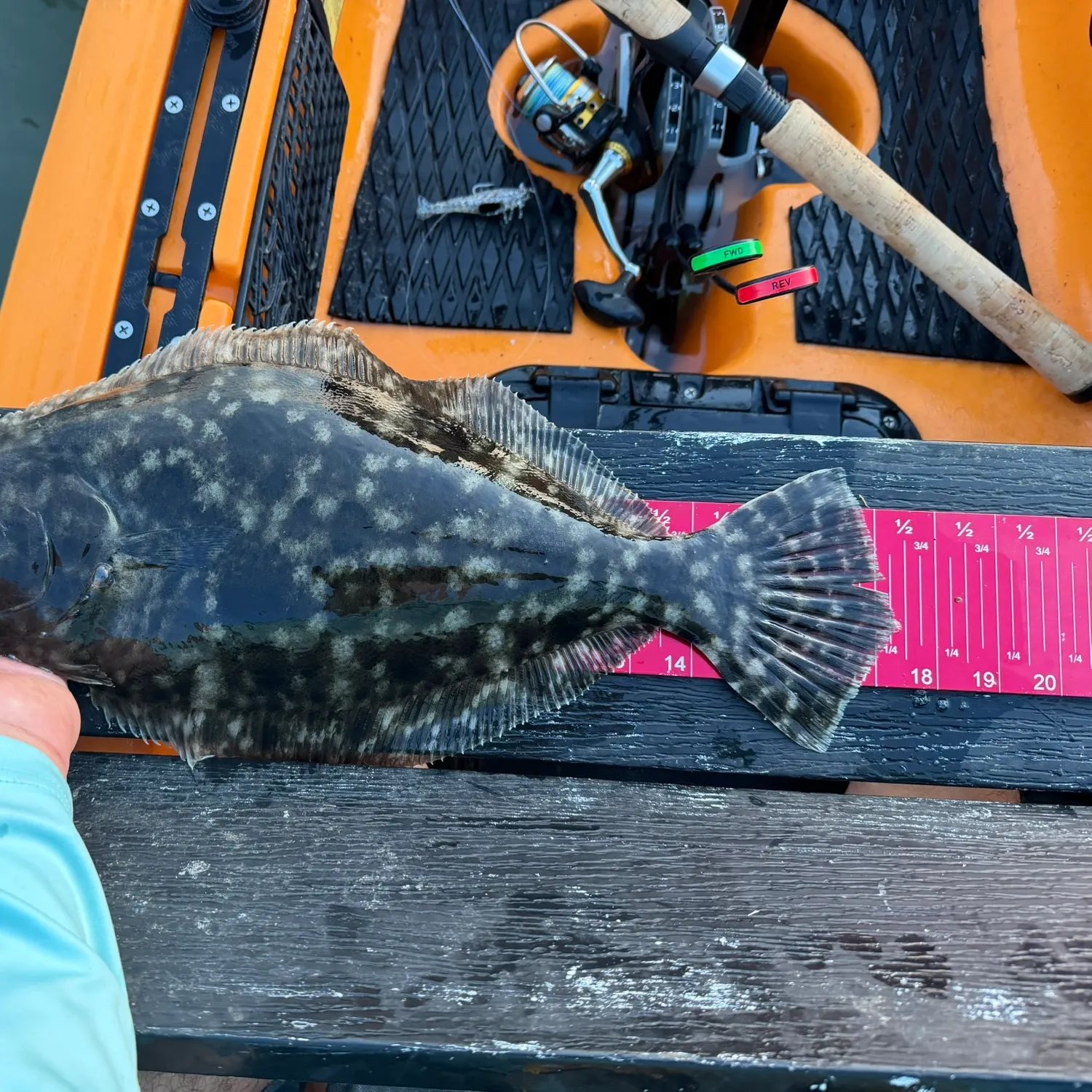 Southern flounder caught on Fishbrain