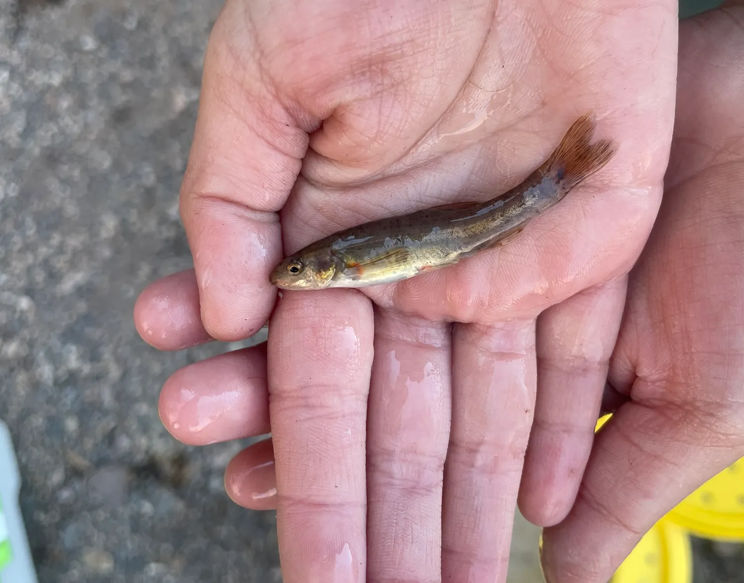 Speckled dace