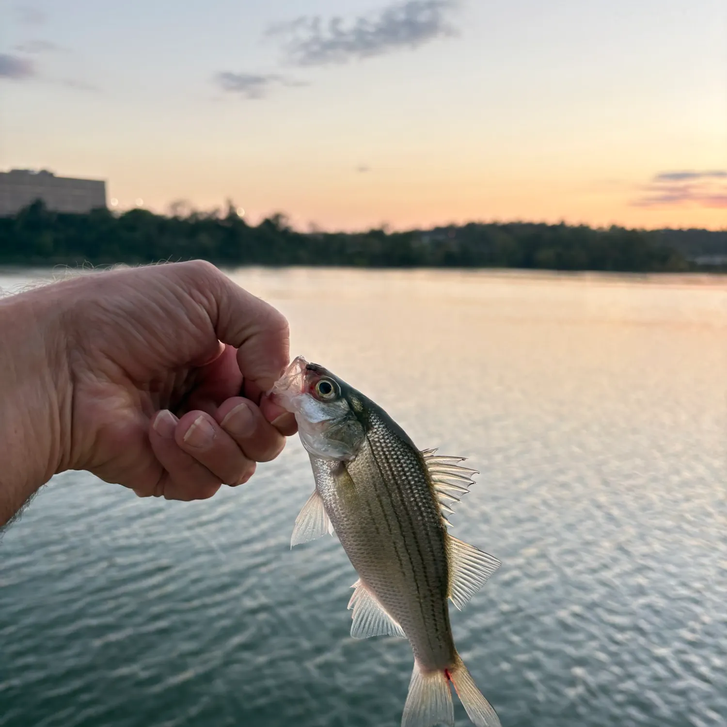White bass caught on Fishbrain