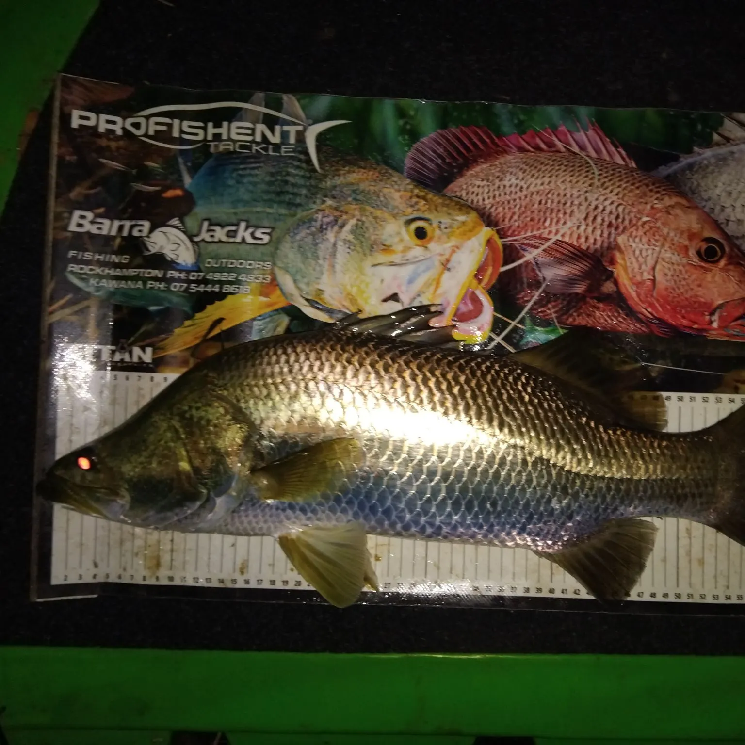 The most recent Barramundi catches on Fishbrain