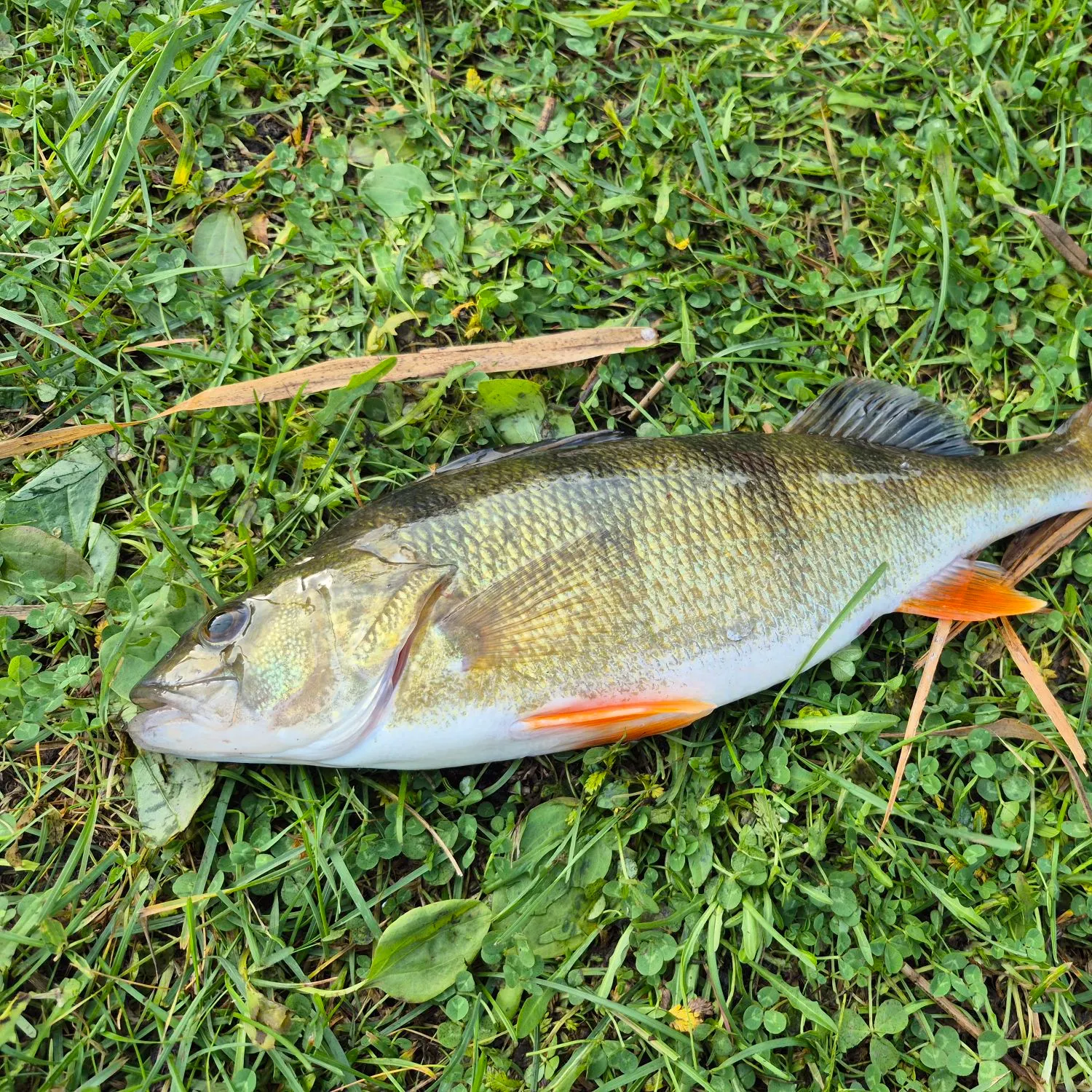 European perch caught on Fishbrain