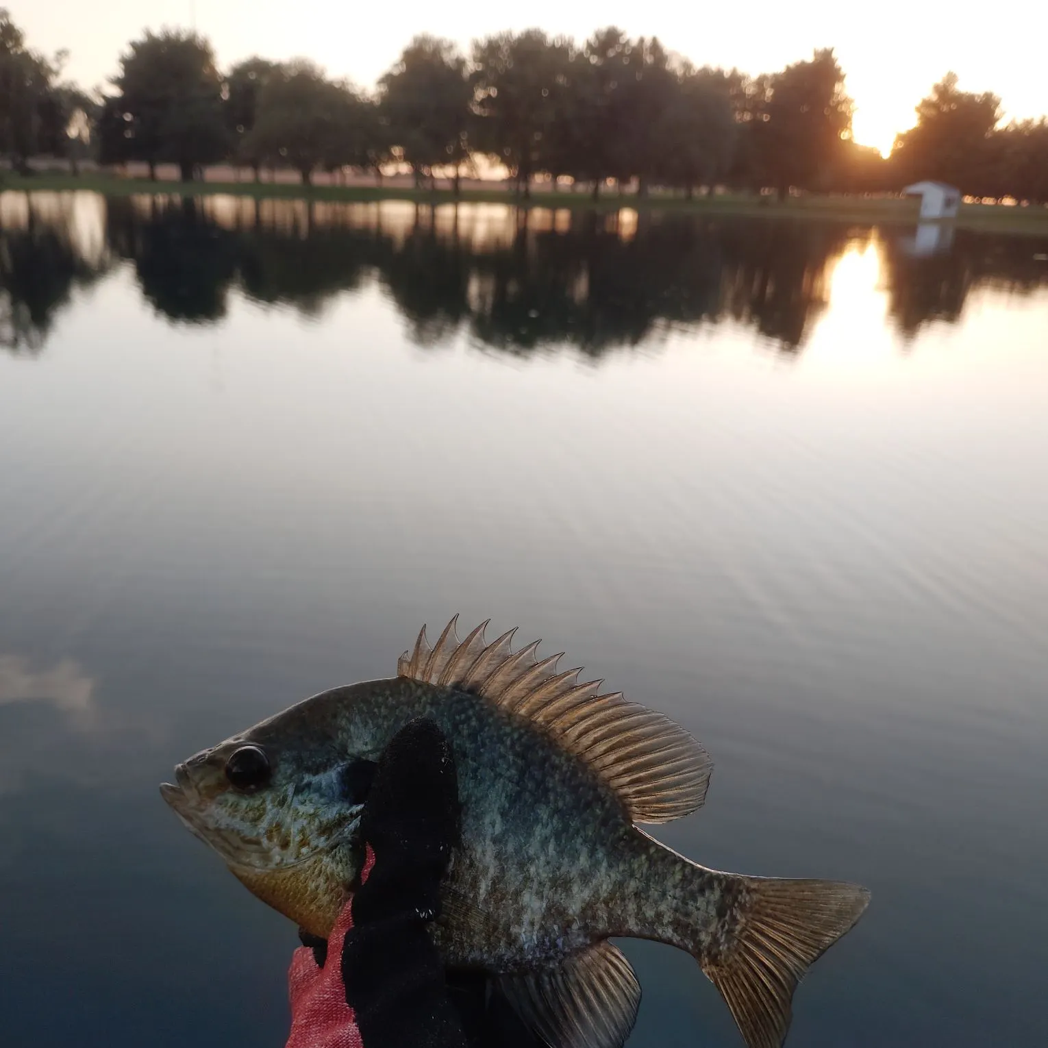 The most recent Pumpkingill hybrid catches on Fishbrain