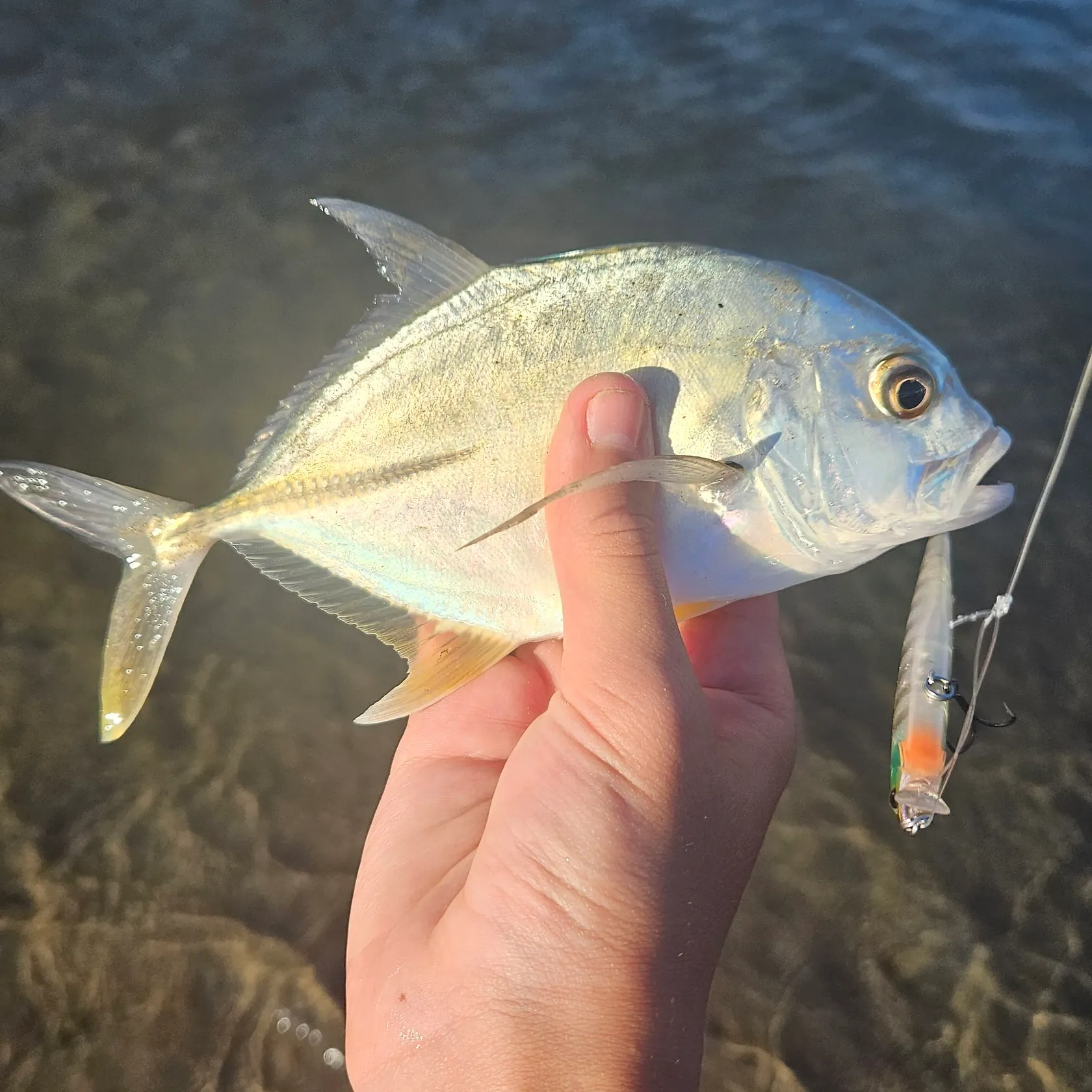 The most recent Bigeye trevally catches on Fishbrain