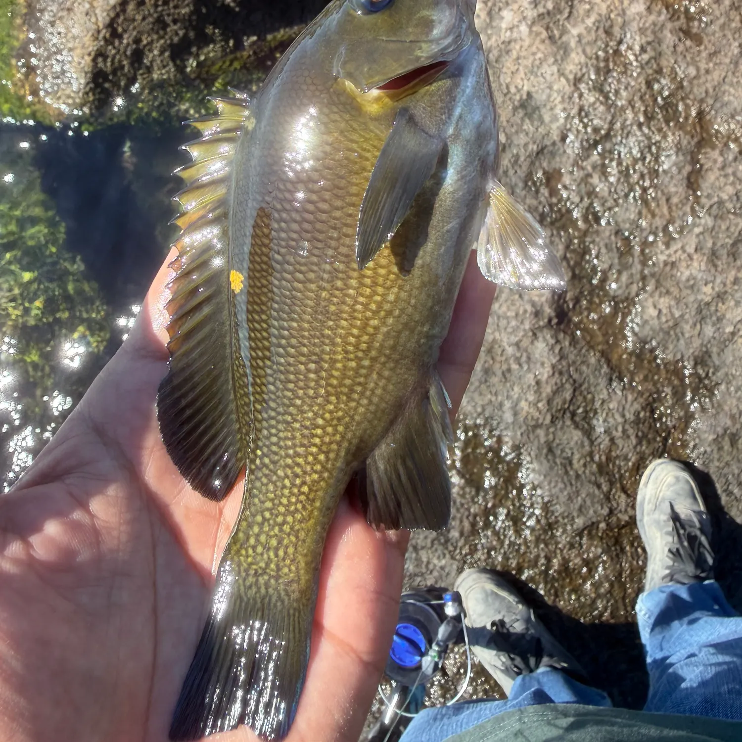 The most recent Kelp perch catches on Fishbrain