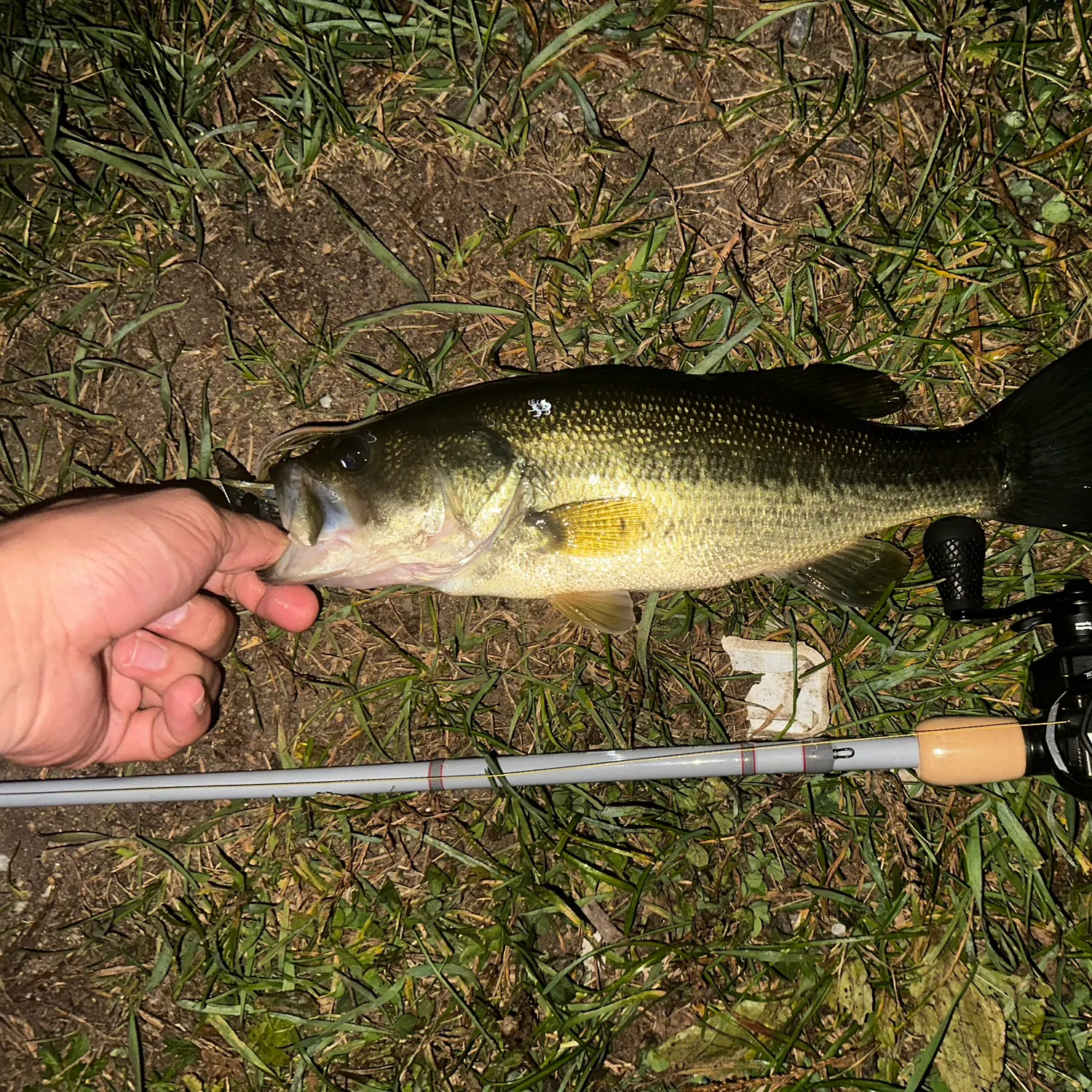 Largemouth bass caught on Fishbrain
