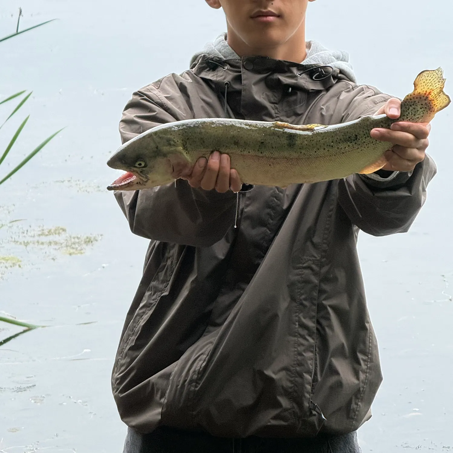 Rainbow trout caught on Fishbrain