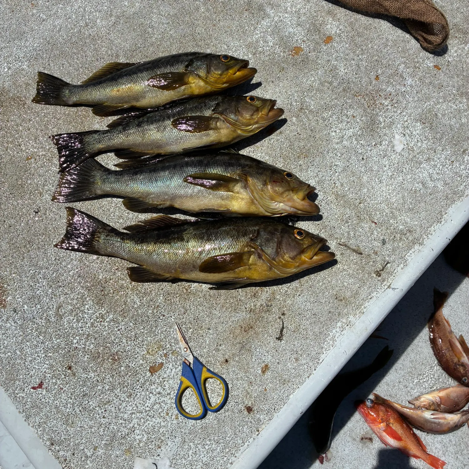 recently logged catches