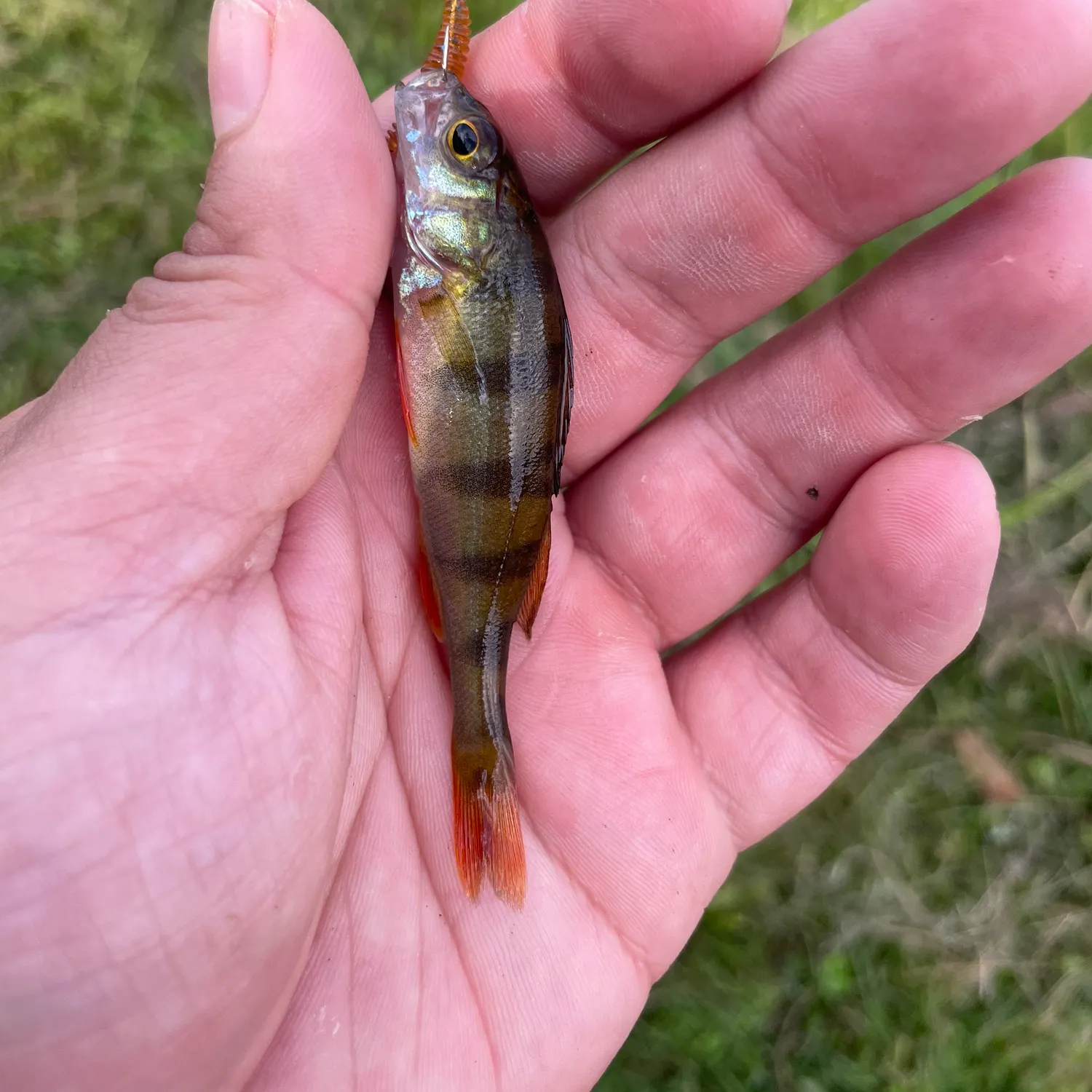 European perch caught on Fishbrain