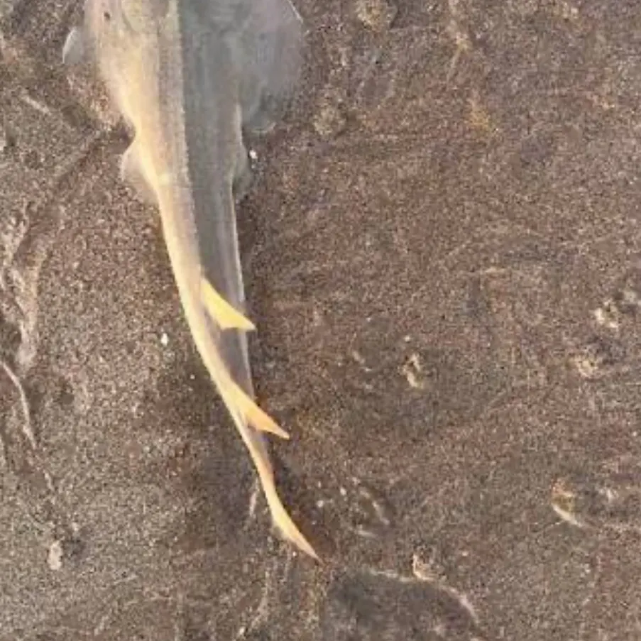 The most recent Pacific shovelnose guitarfish catches on Fishbrain