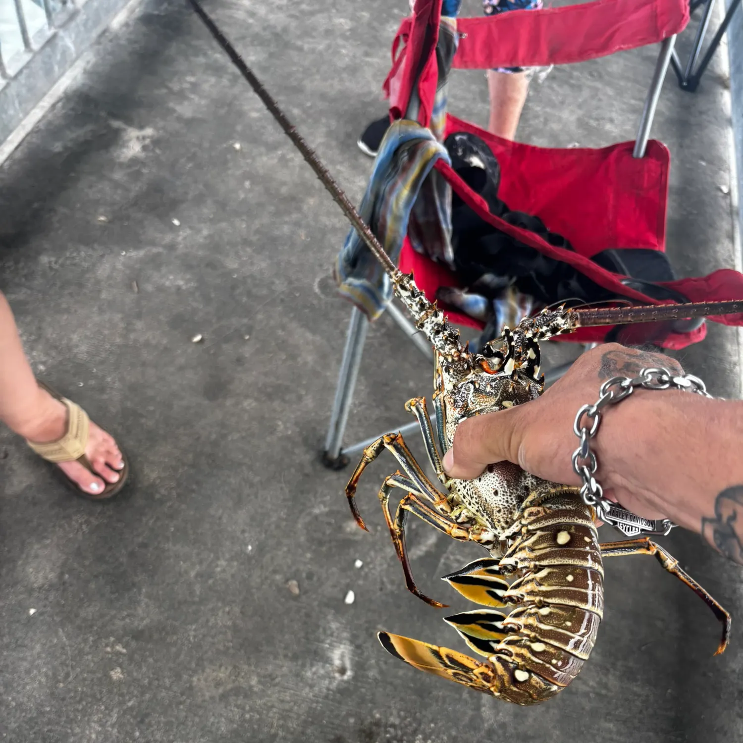 The most recent American lobster catches on Fishbrain