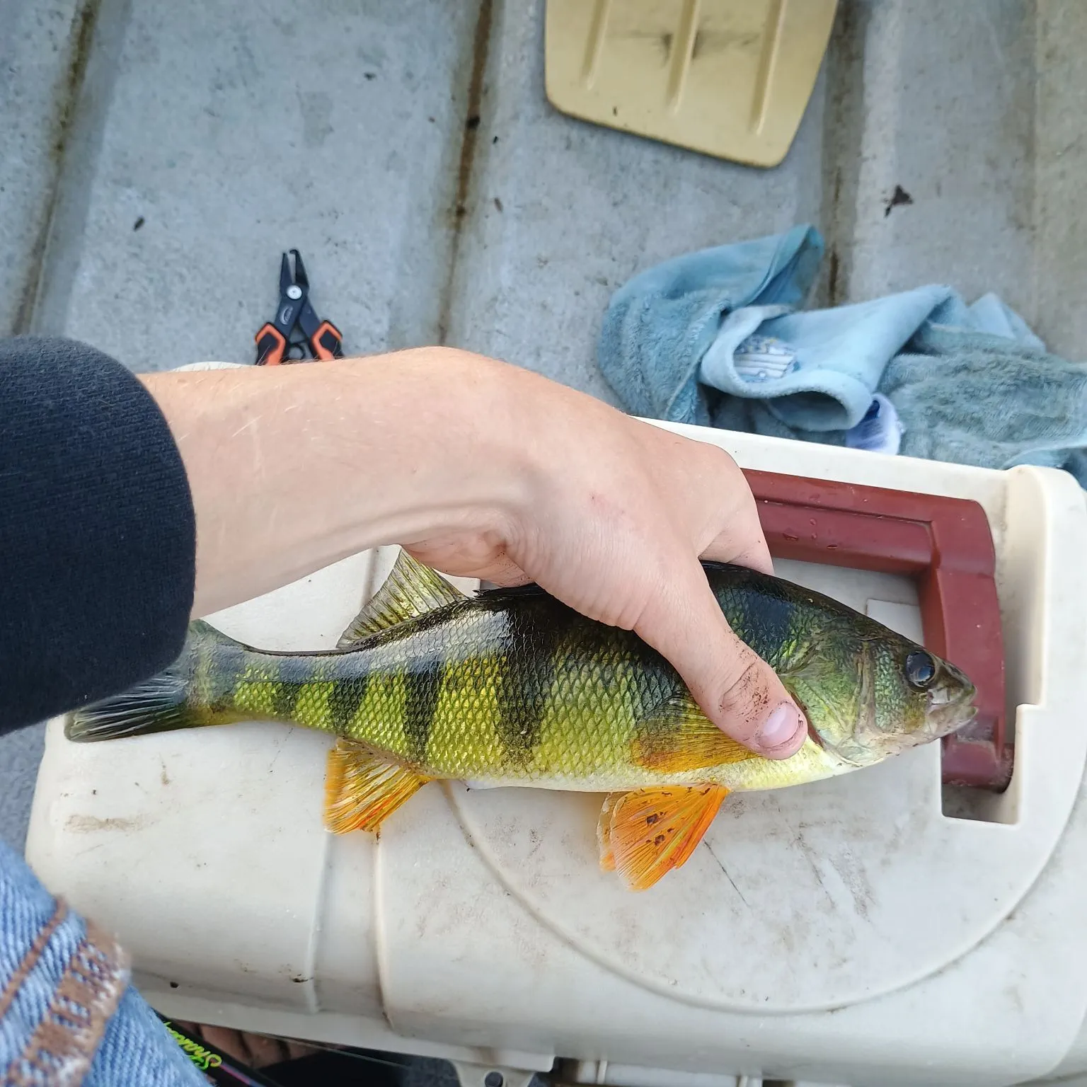 Yellow perch caught on Fishbrain