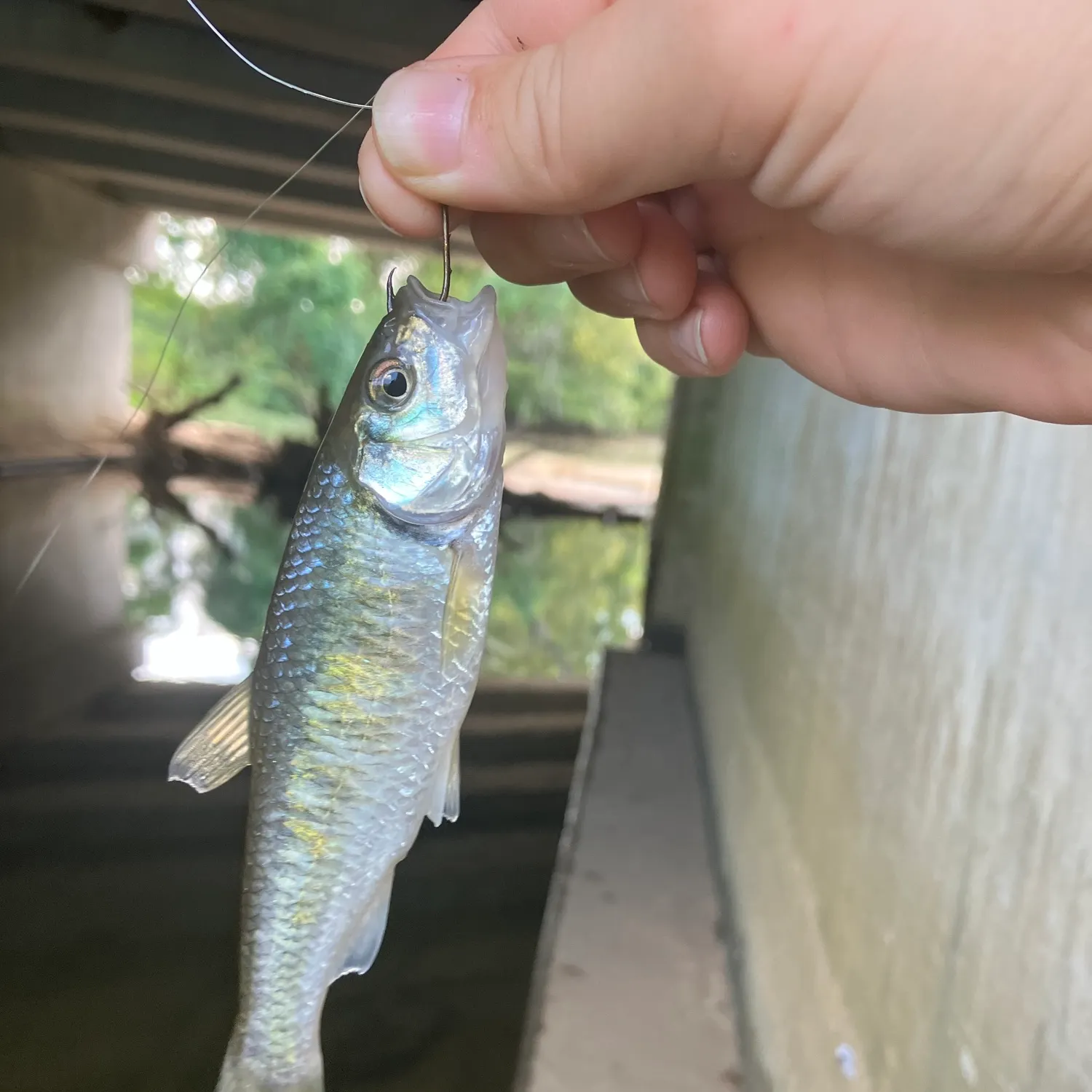 Striped shiner caught on Fishbrain