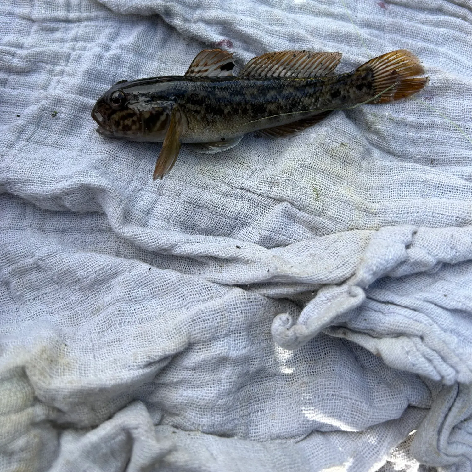 Round goby caught on Fishbrain