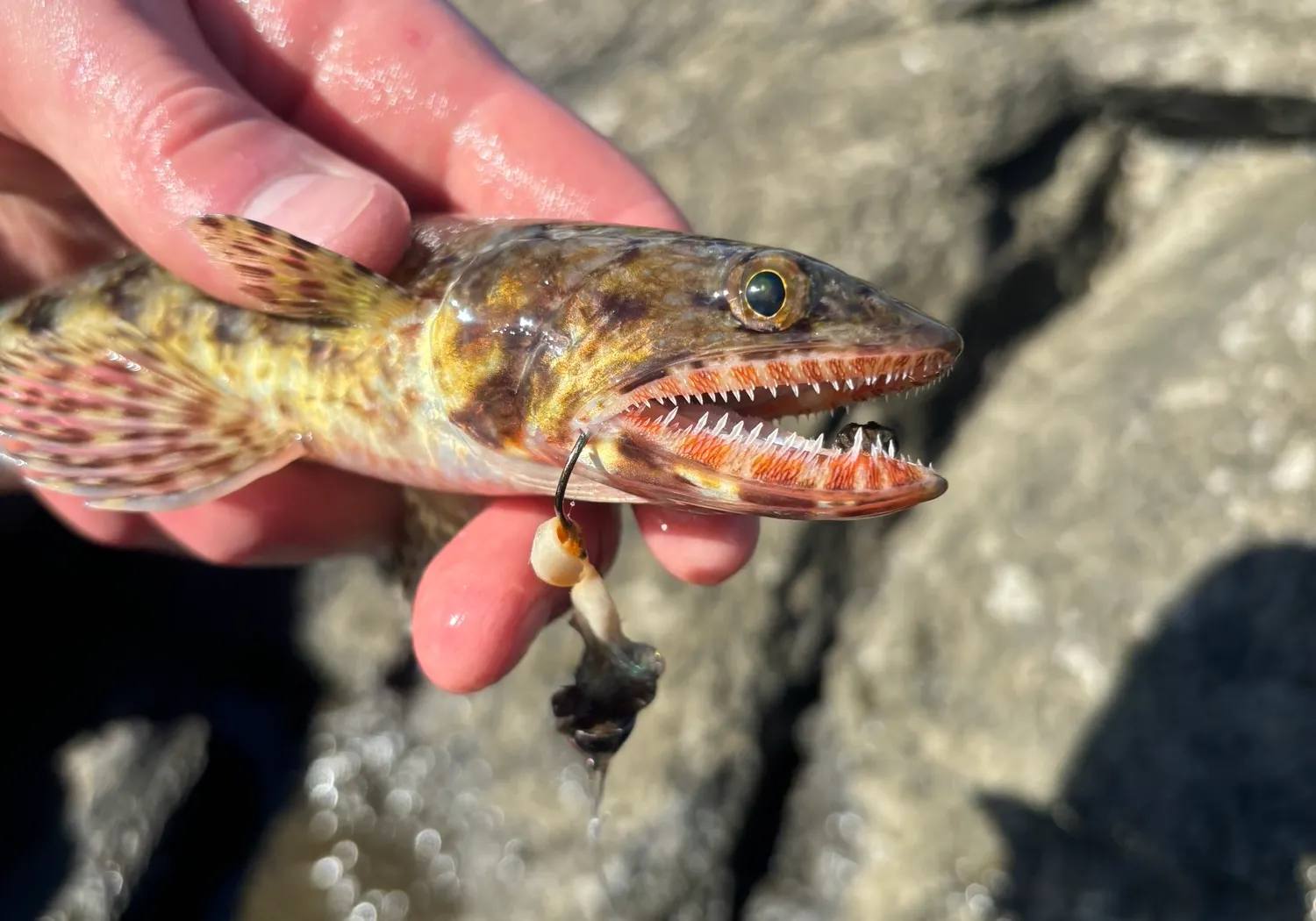 Red lizard fish