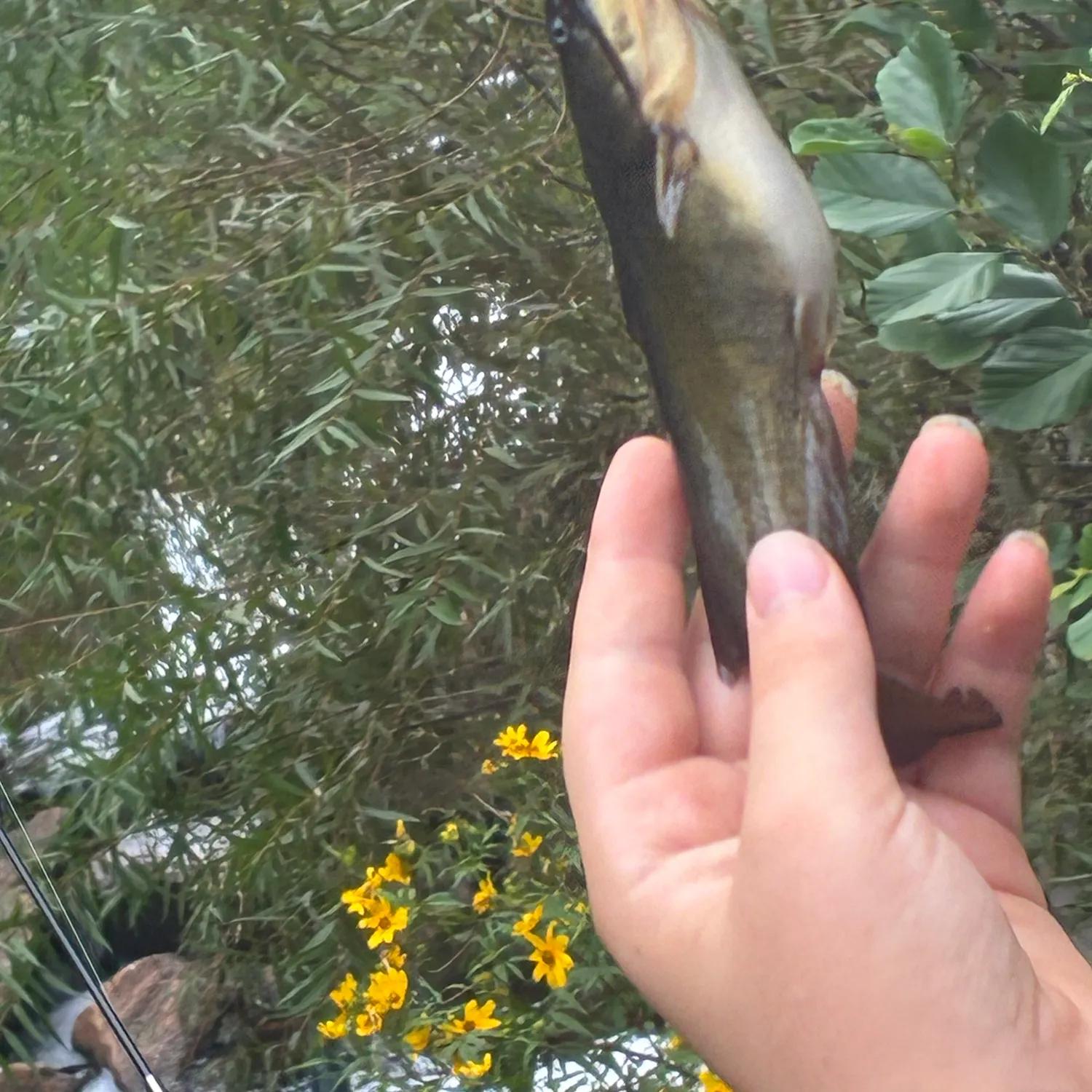 Fish caught on Fishbrain