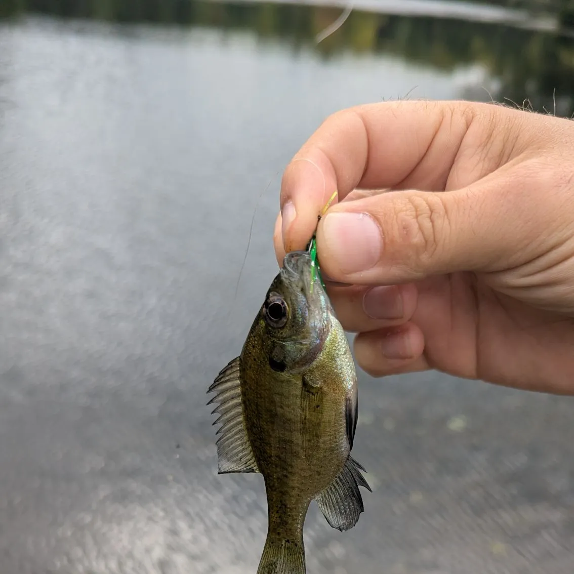 Bluegill caught on Fishbrain