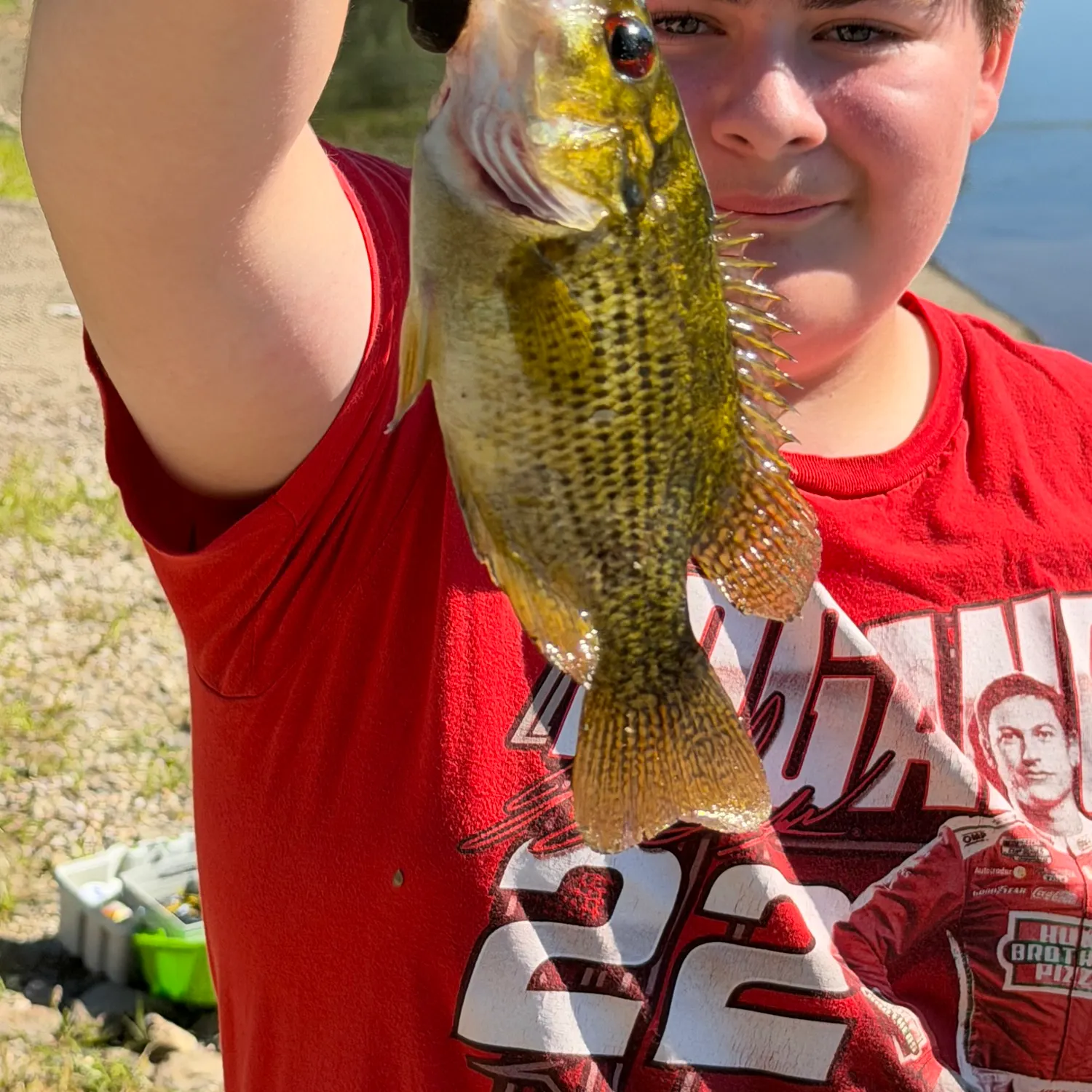 Rock bass caught on Fishbrain