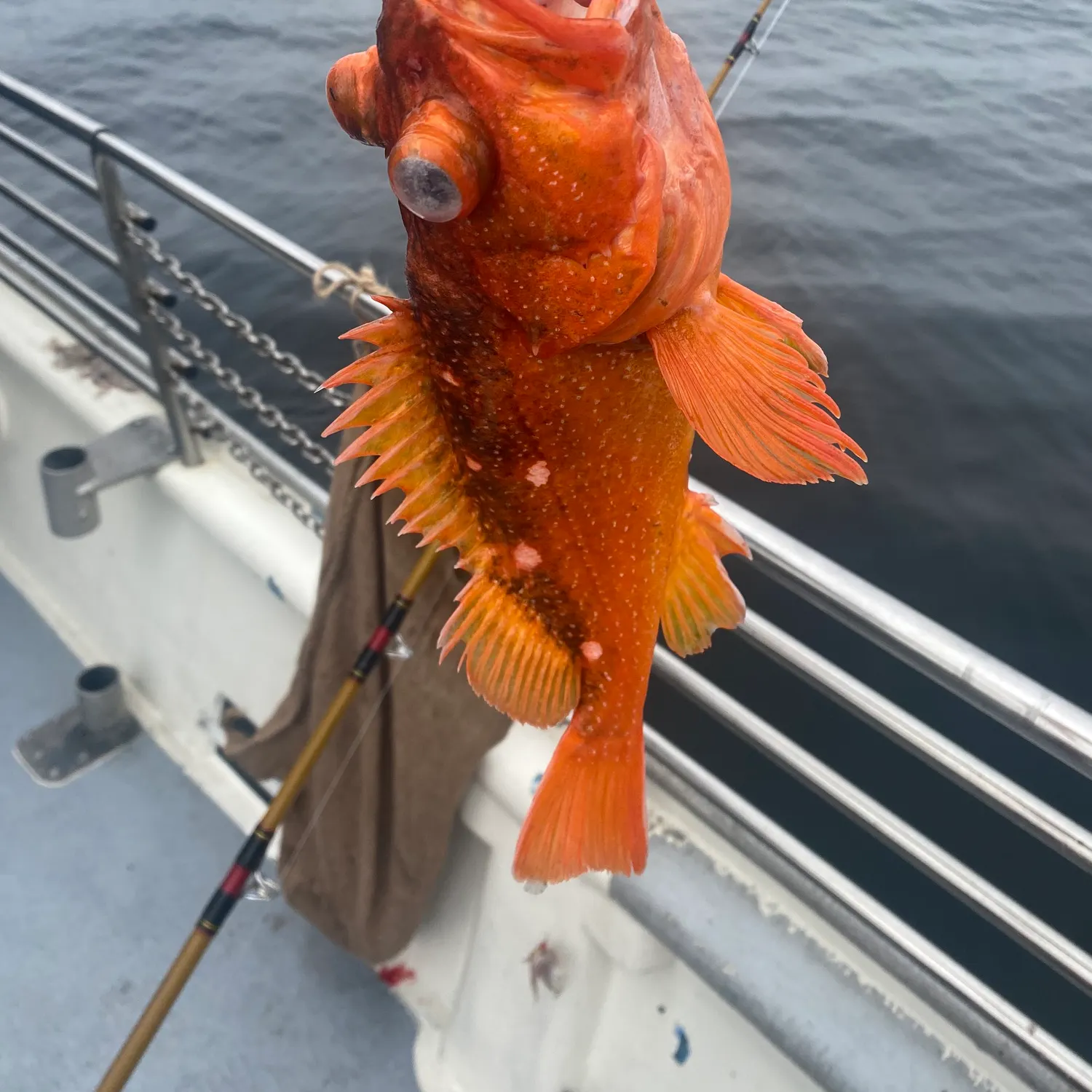 The most recent Starry rockfish catches on Fishbrain