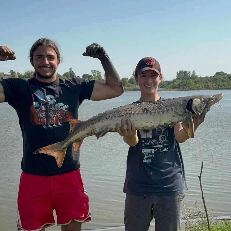 Lake sturgeon caught on Fishbrain