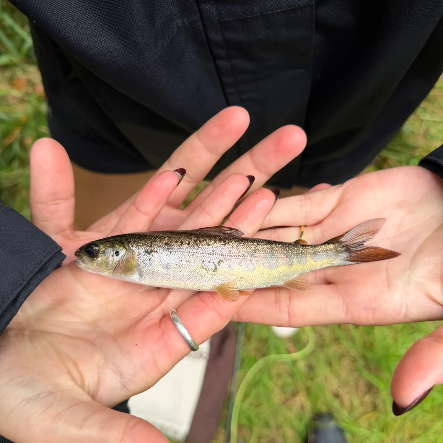 The most recent Atlantic salmon catches on Fishbrain
