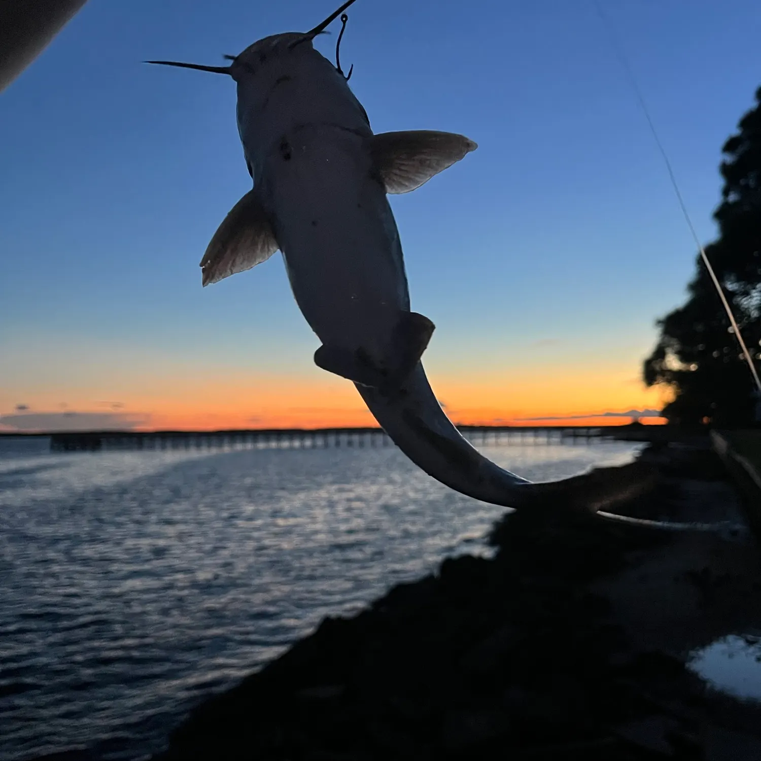 Hardhead sea catfish caught on Fishbrain