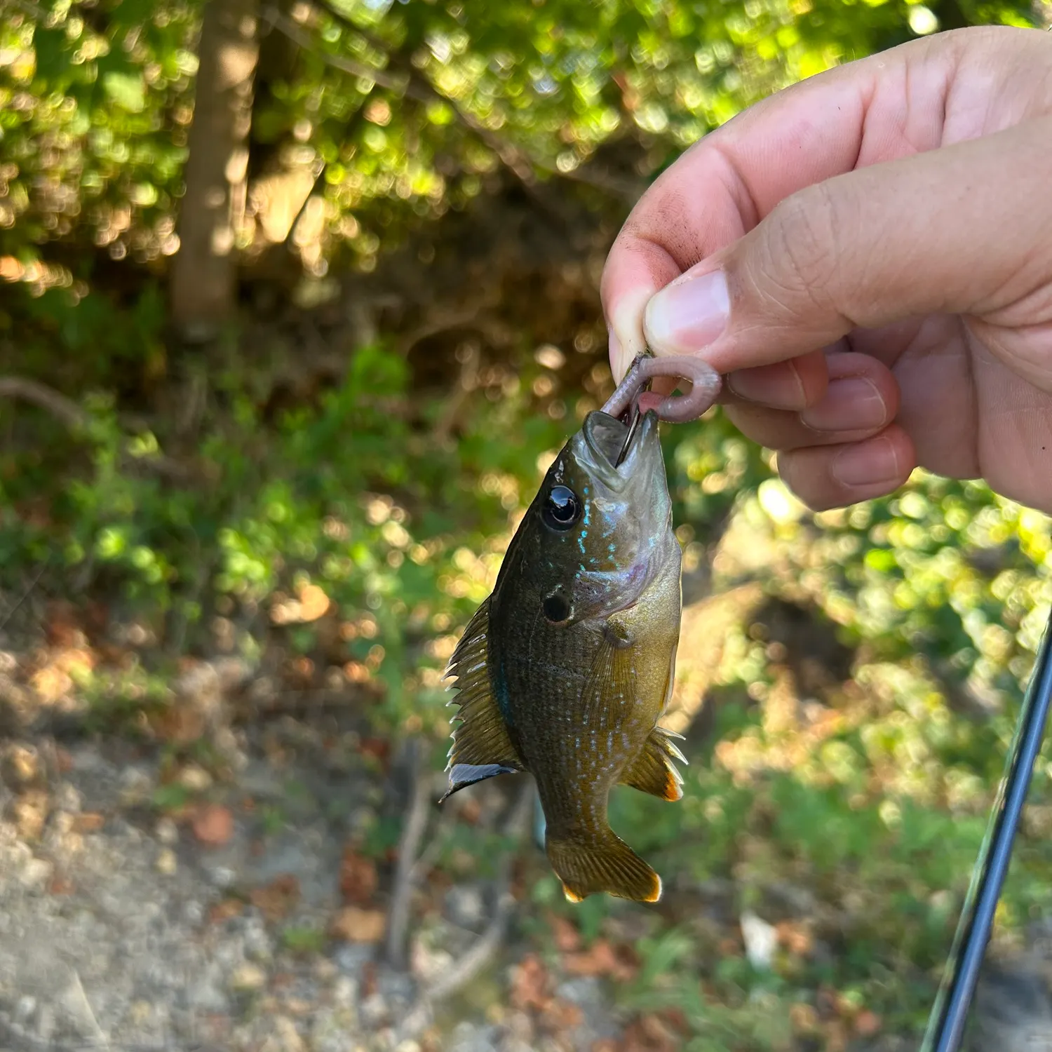 Green sunfish caught on Fishbrain