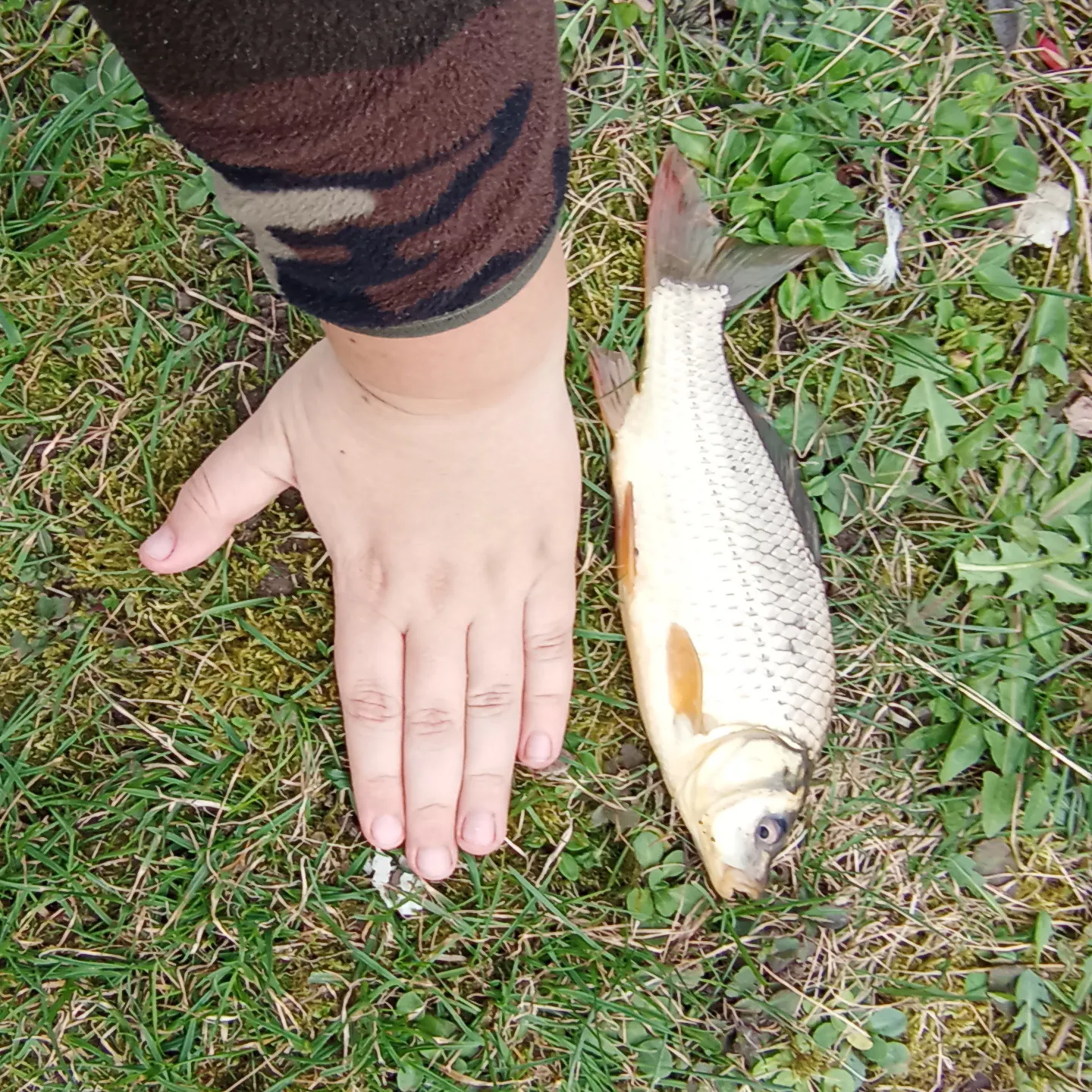 The most recent Crucian carp catches on Fishbrain