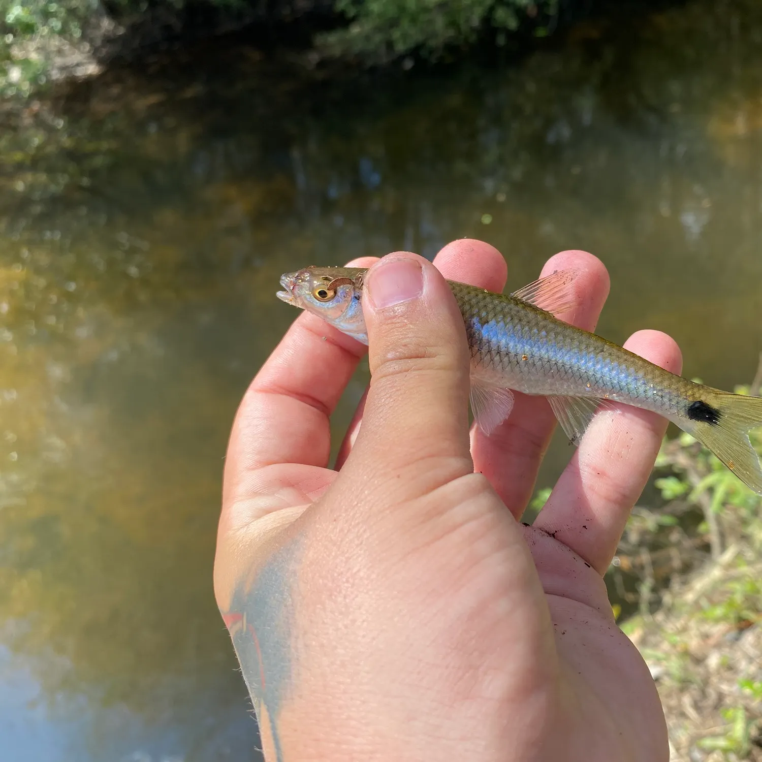 The most recent Spottail shiner catches on Fishbrain