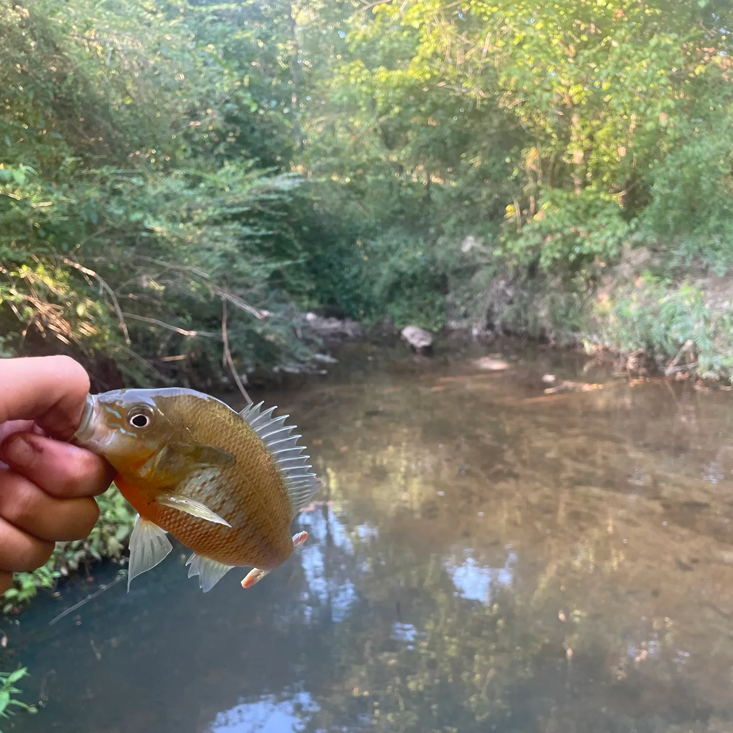 Redbreast sunfish caught on Fishbrain