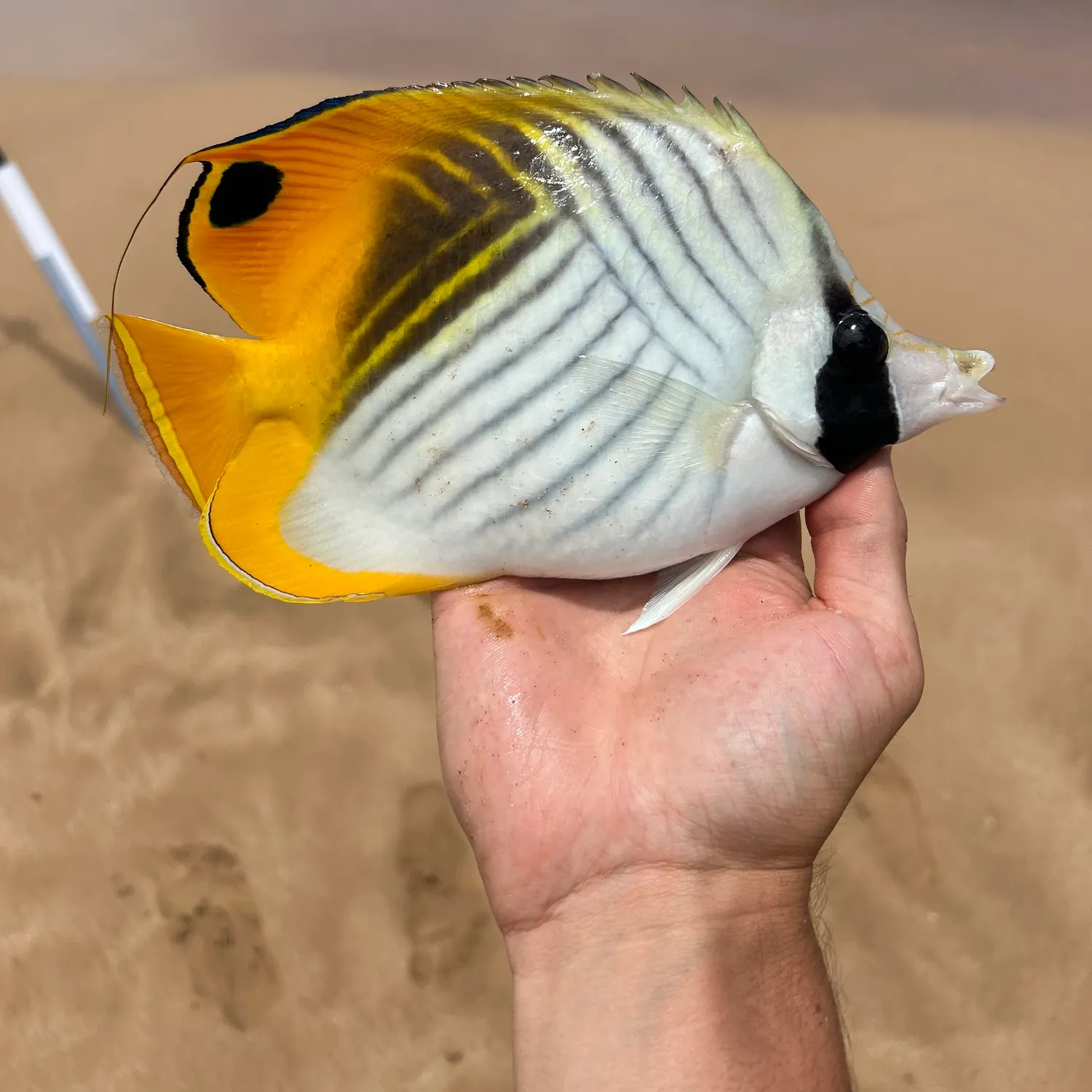 The most recent Threadfin butterflyfish catches on Fishbrain