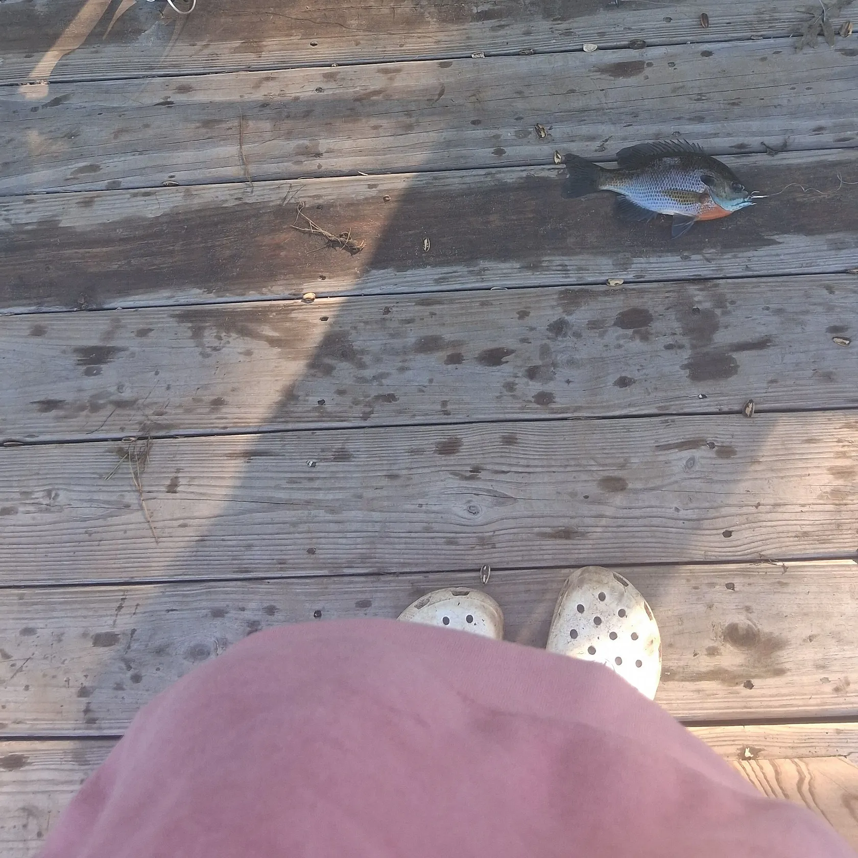Bluegill caught on Fishbrain