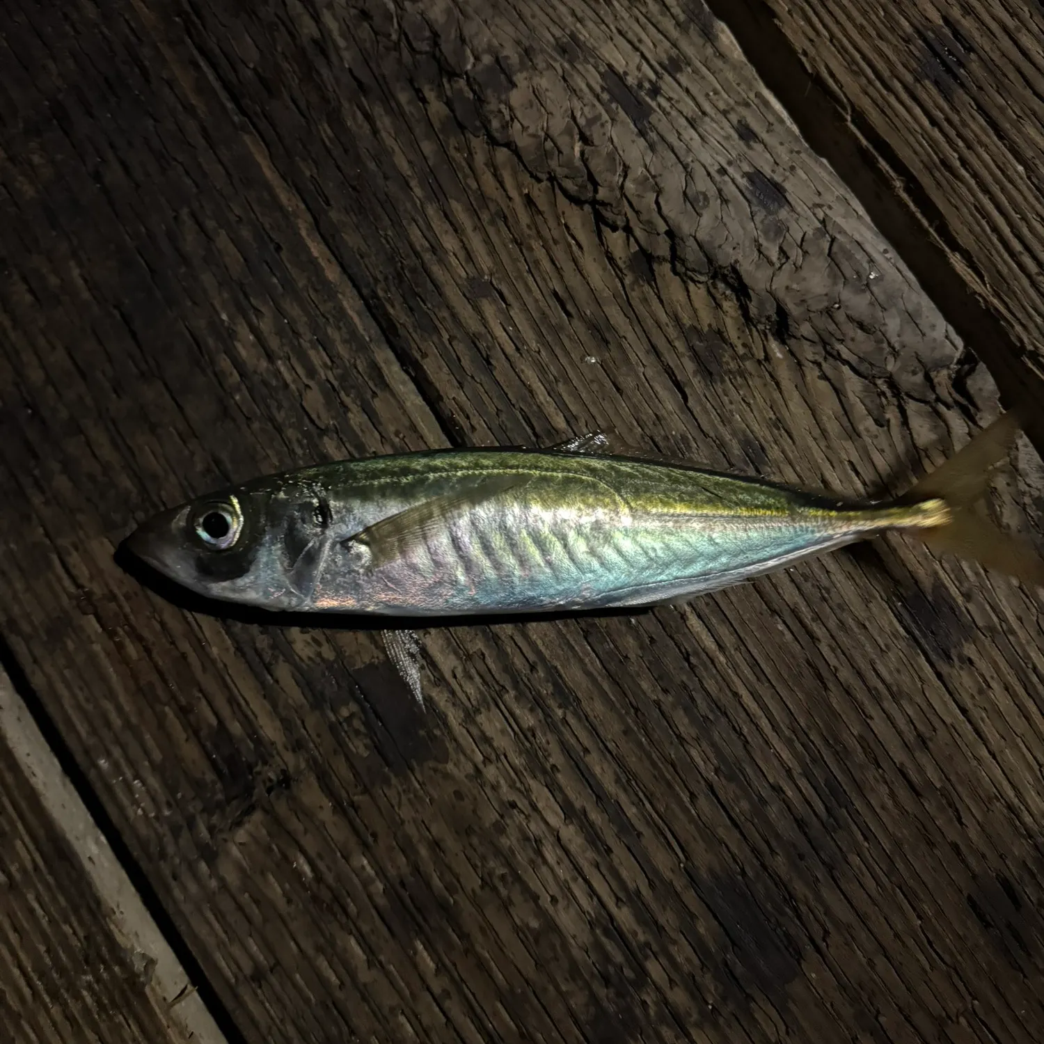 The most recent Pacific jack mackerel catches on Fishbrain