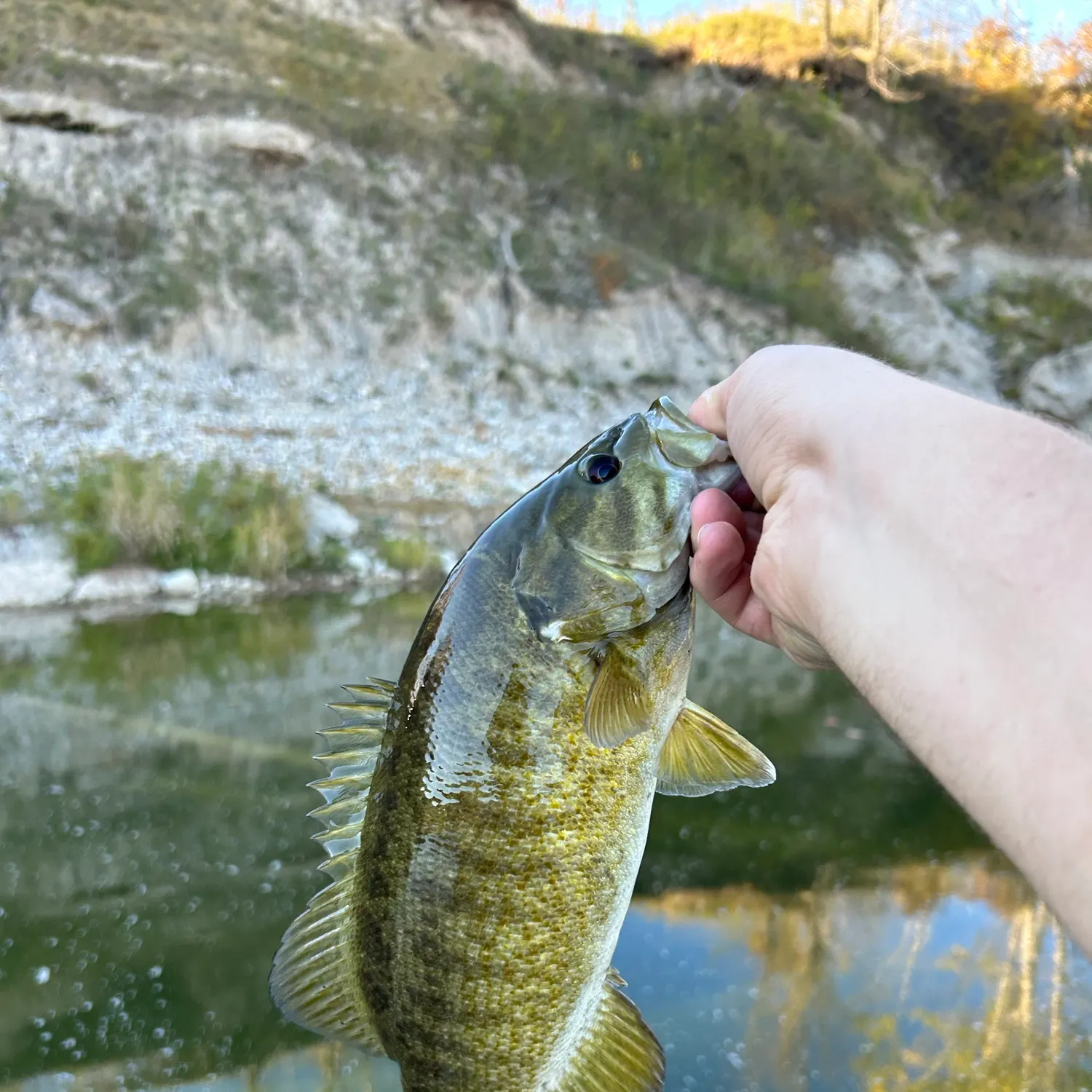 Smallmouth bass caught on Fishbrain