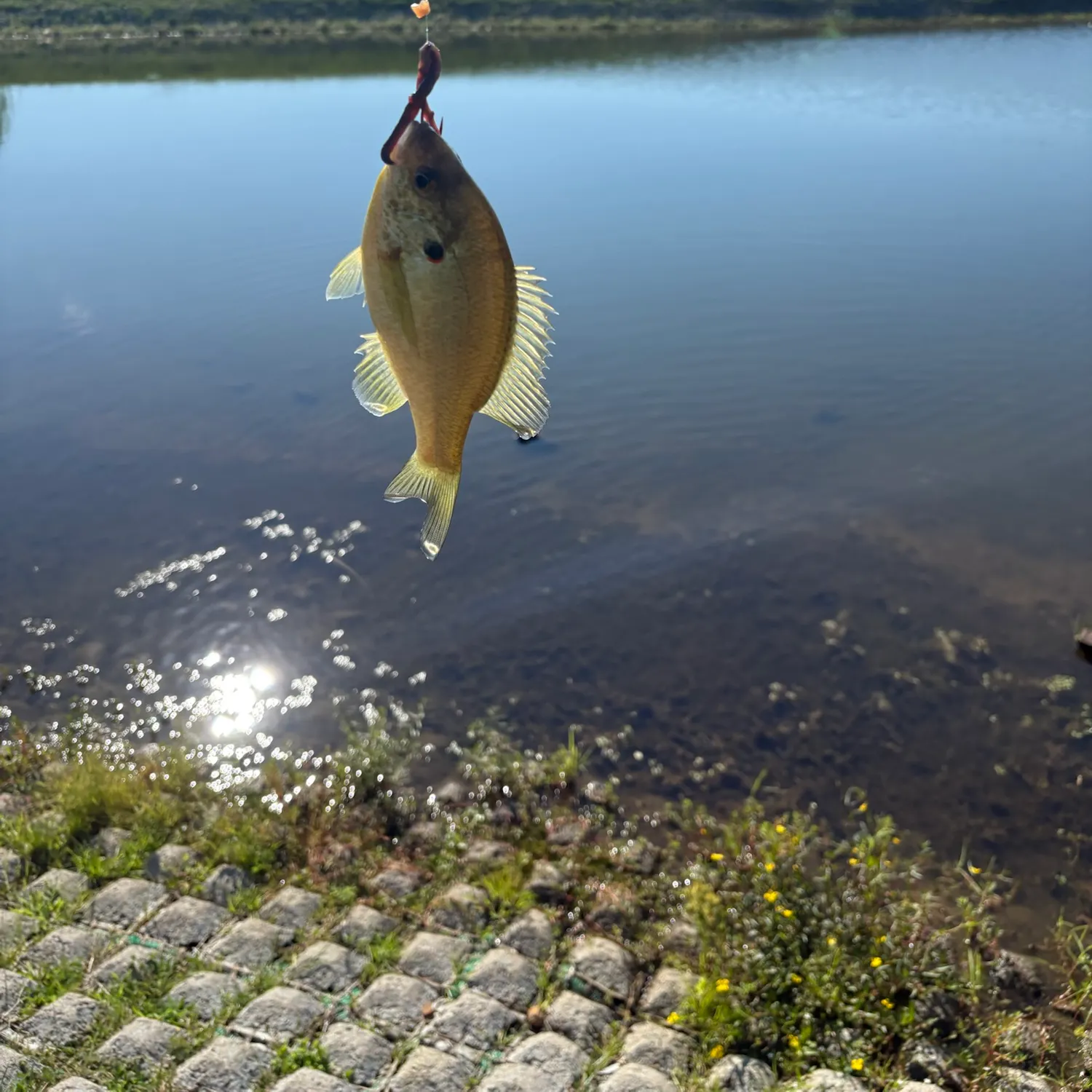 Bluegill caught on Fishbrain